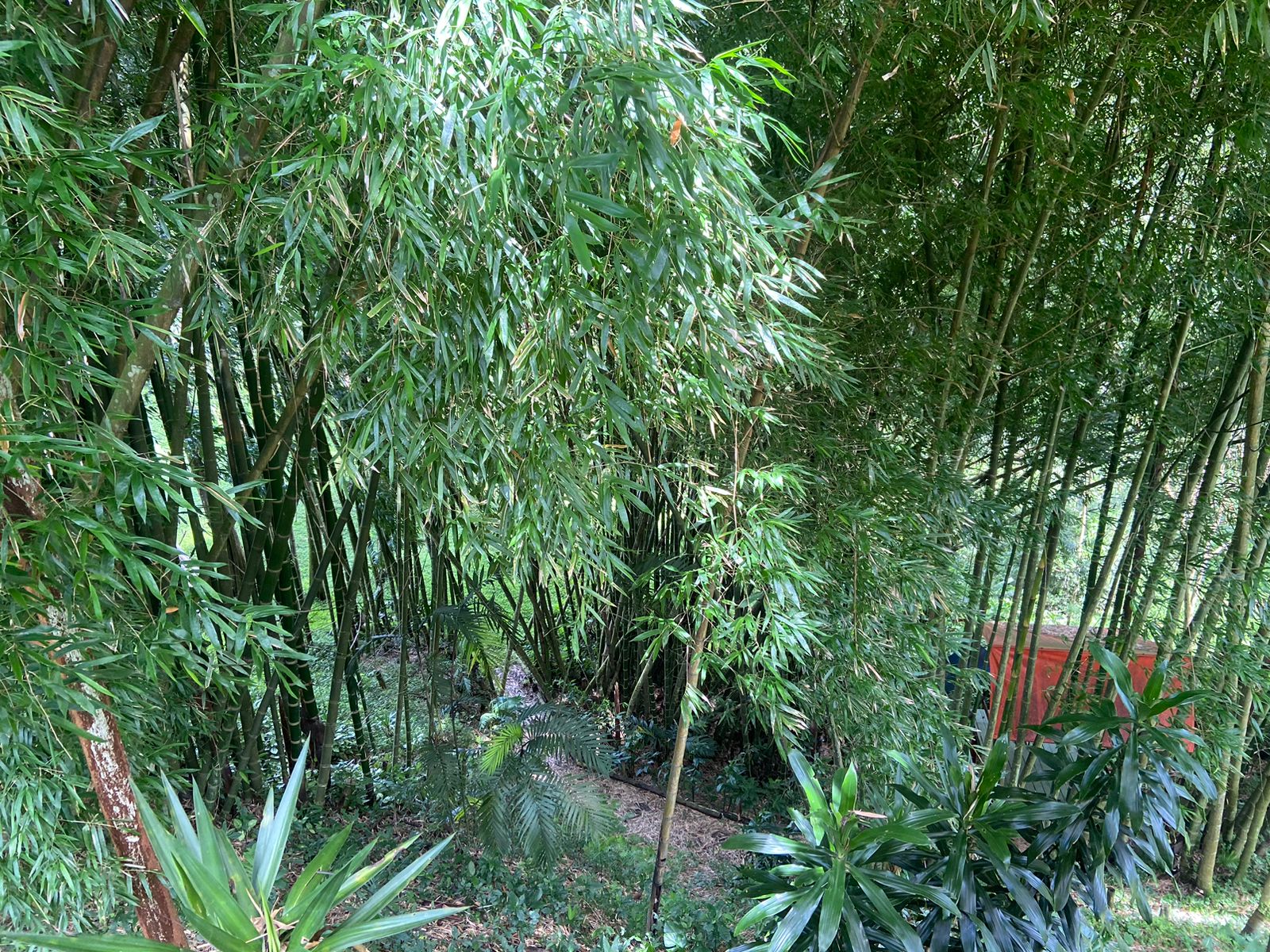 4 bed Land For Sale in Montes de Oca, San Jose - thumb 3