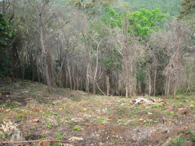 0 bed Land For Sale in PlayaCoyote, Guanacaste - thumb 25