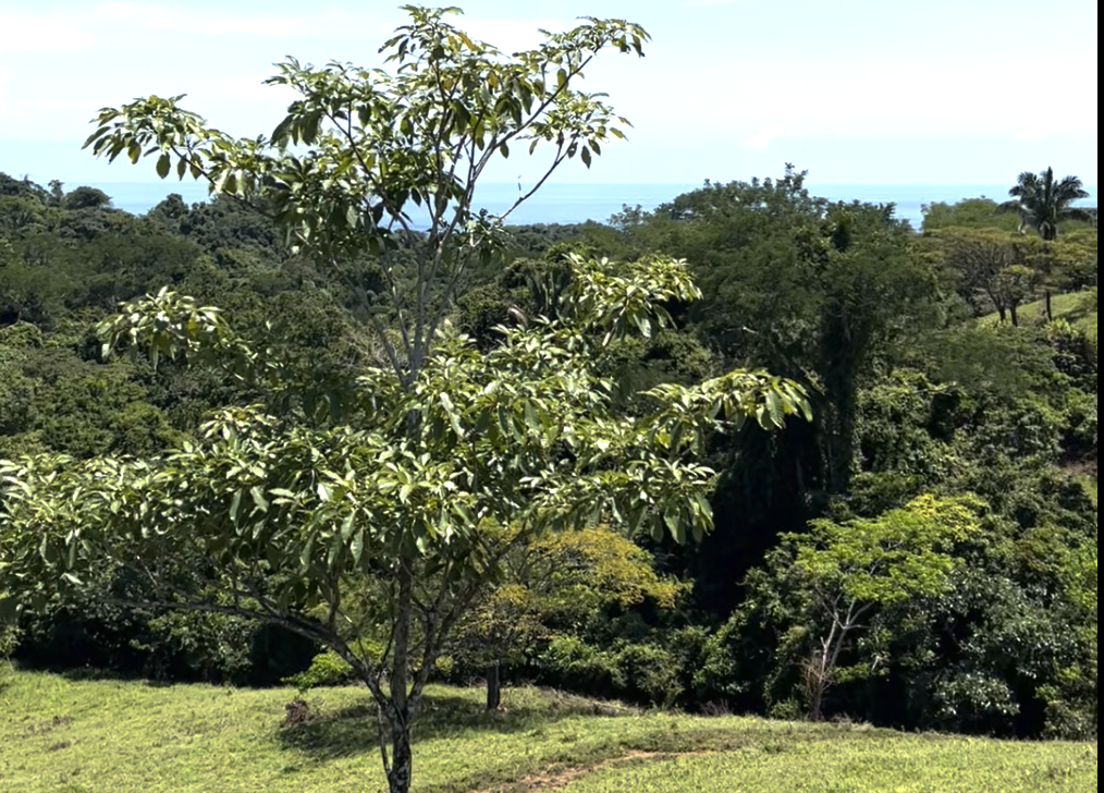 0 bed Land For Sale in Montezuma, Puntarenas - thumb 2
