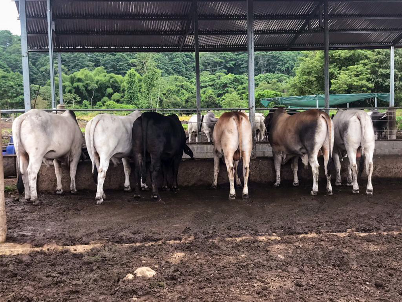 1 bed Land For Sale in Perez Zeledon, Puntarenas - thumb 23