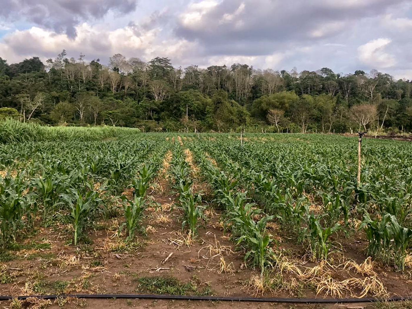 1 bed Land For Sale in Perez Zeledon, Puntarenas - thumb 20