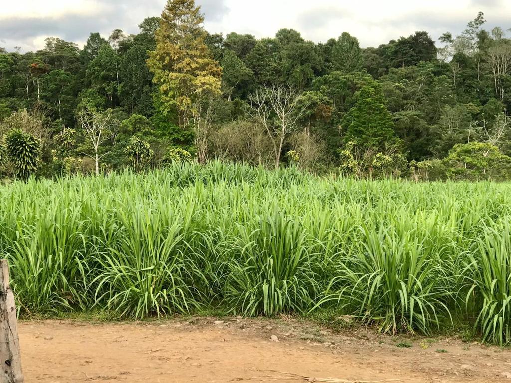 1 bed Land For Sale in Perez Zeledon, Puntarenas - thumb 19