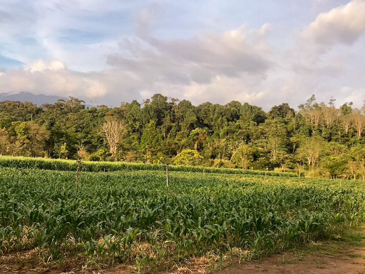 1 bed Land For Sale in Perez Zeledon, Puntarenas - thumb 26