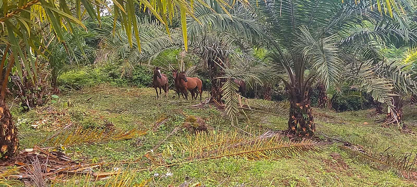 0 bed Land For Sale in Dominical, Puntarenas - thumb 17