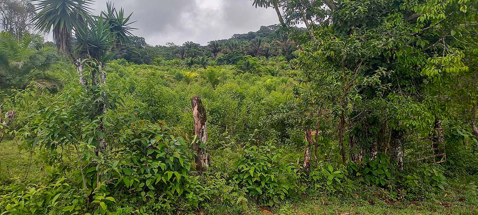 0 bed Land For Sale in Dominical, Puntarenas - thumb 16