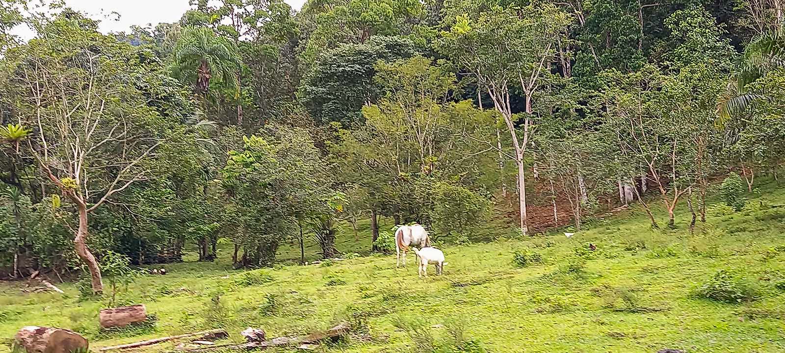 0 bed Land For Sale in Dominical, Puntarenas - thumb 10