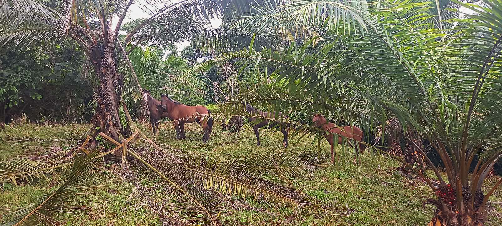 0 bed Land For Sale in Dominical, Puntarenas - thumb 18