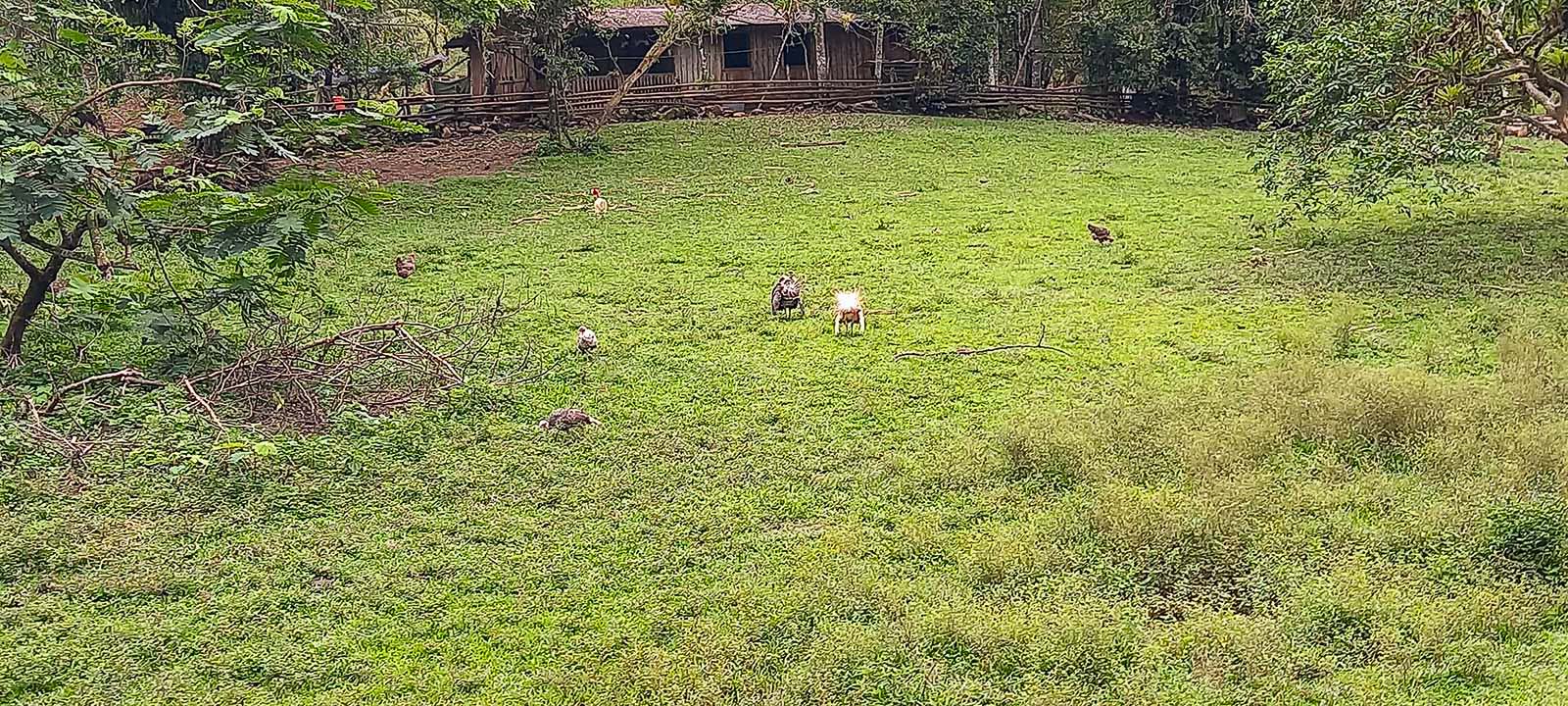 0 bed Land For Sale in Dominical, Puntarenas - thumb 9