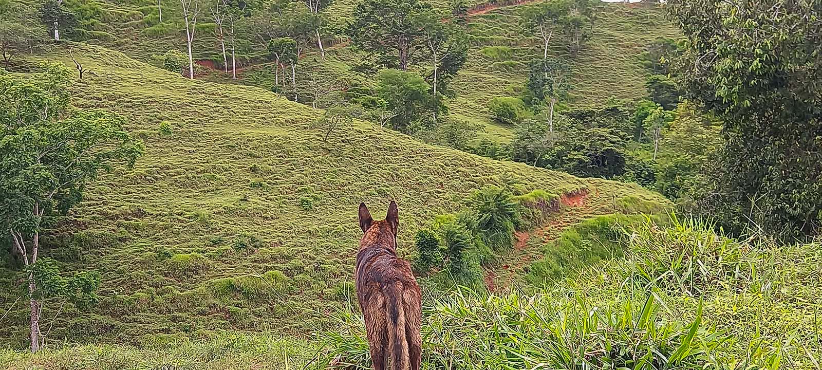 0 bed Land For Sale in Dominical, Puntarenas - thumb 12