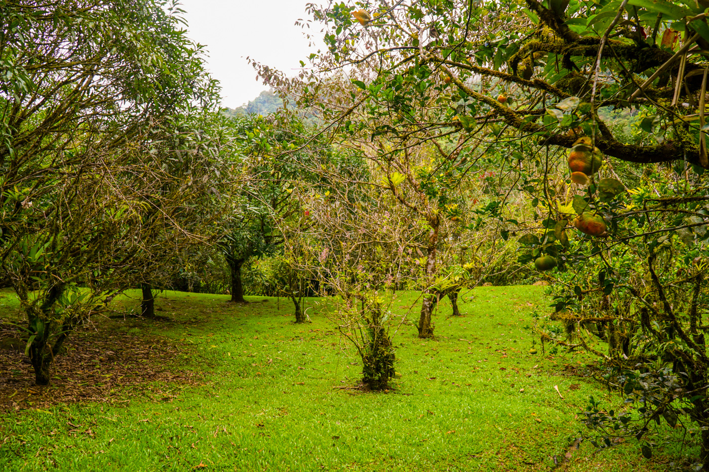 1 bed Single Family Homes For Sale in Tinamastes, San Jose - thumb 24