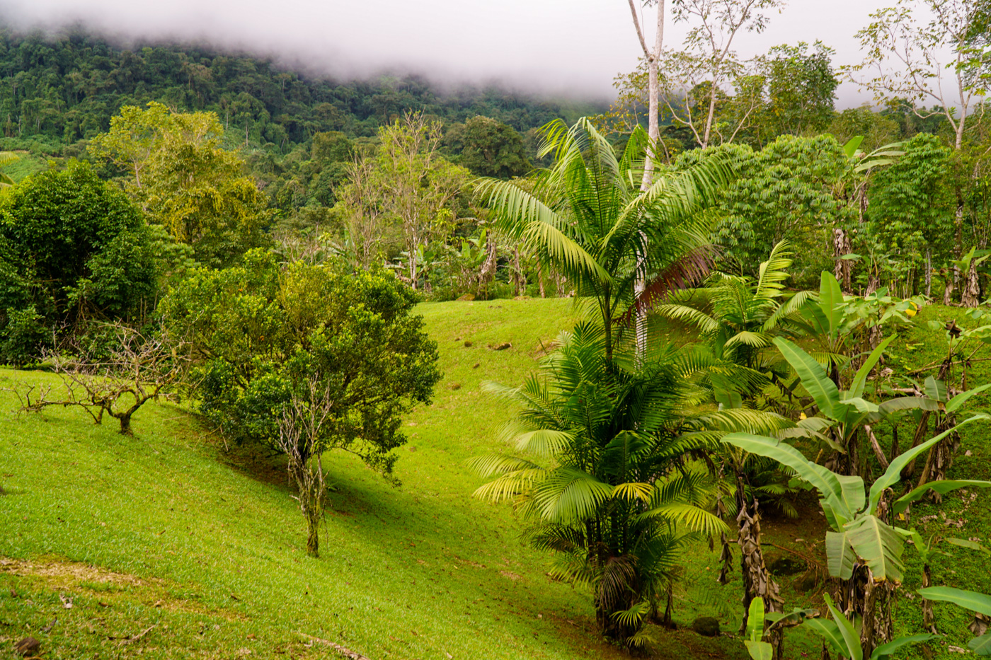 1 bed Single Family Homes For Sale in Tinamastes, San Jose - thumb 10