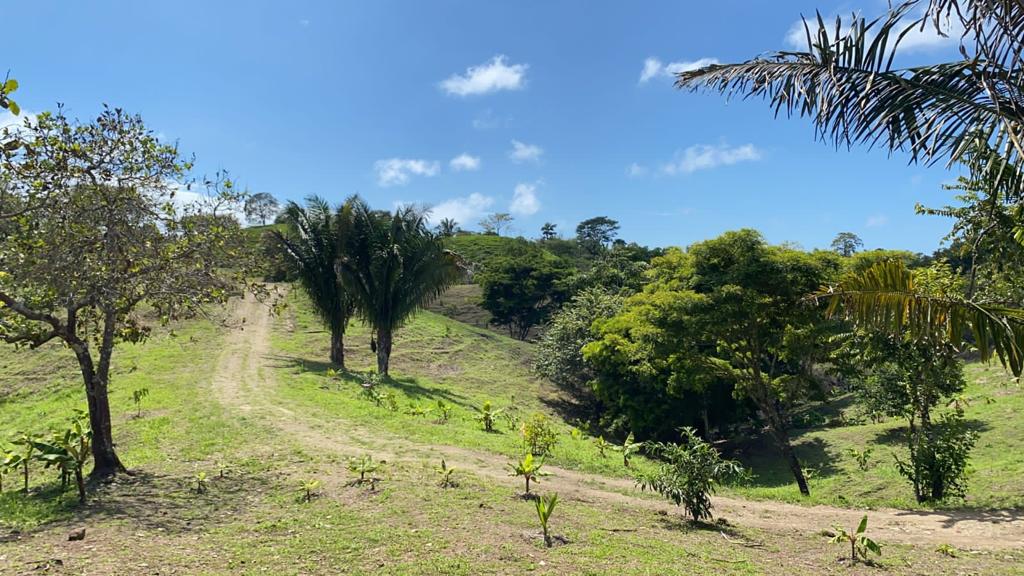 0 bed Land For Sale in San Isidro de El General, Puntarenas - thumb 9
