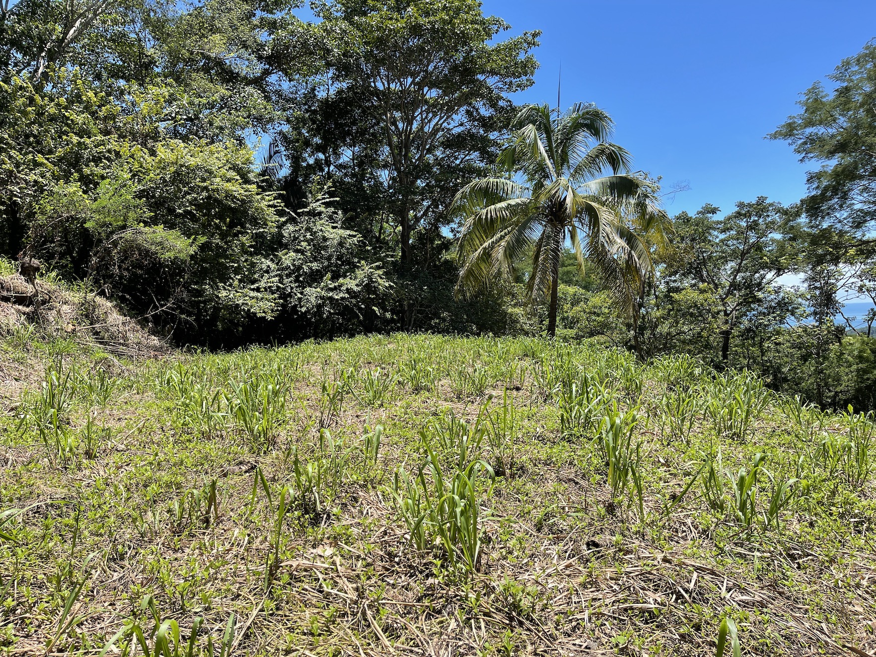 0 bed Land For Sale in Savegre, Puntarenas - thumb 2