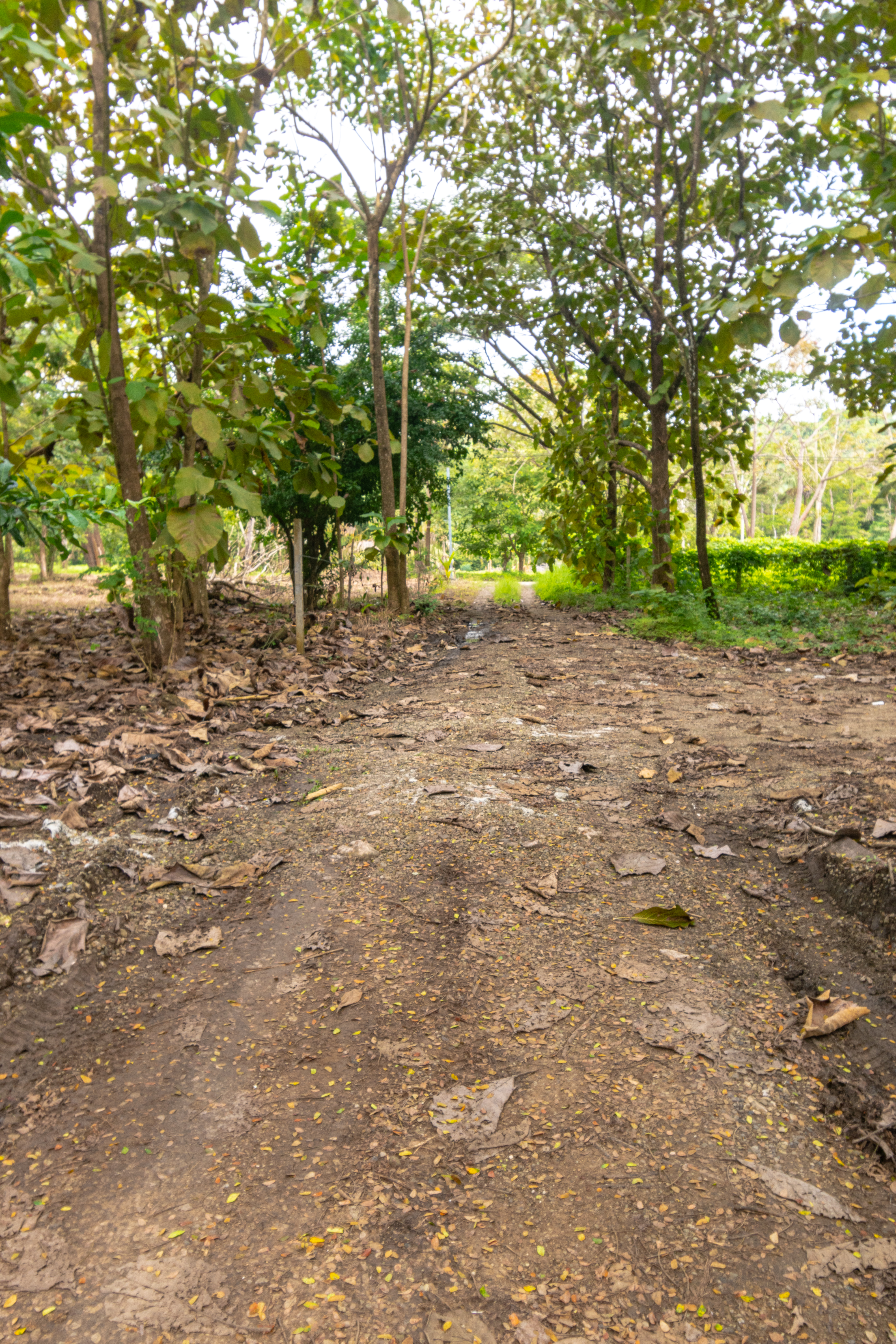 2 bed Single Family Homes For Sale in Cabuya, Puntarenas - thumb 5