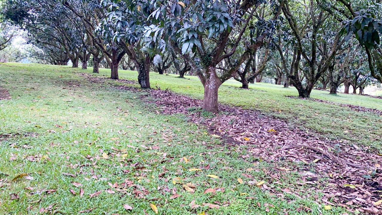 0 bed Land For Sale in Orotina, Alajuela - thumb 4
