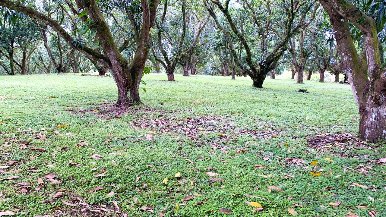 0 bed Land For Sale in Orotina, Alajuela - thumb 10