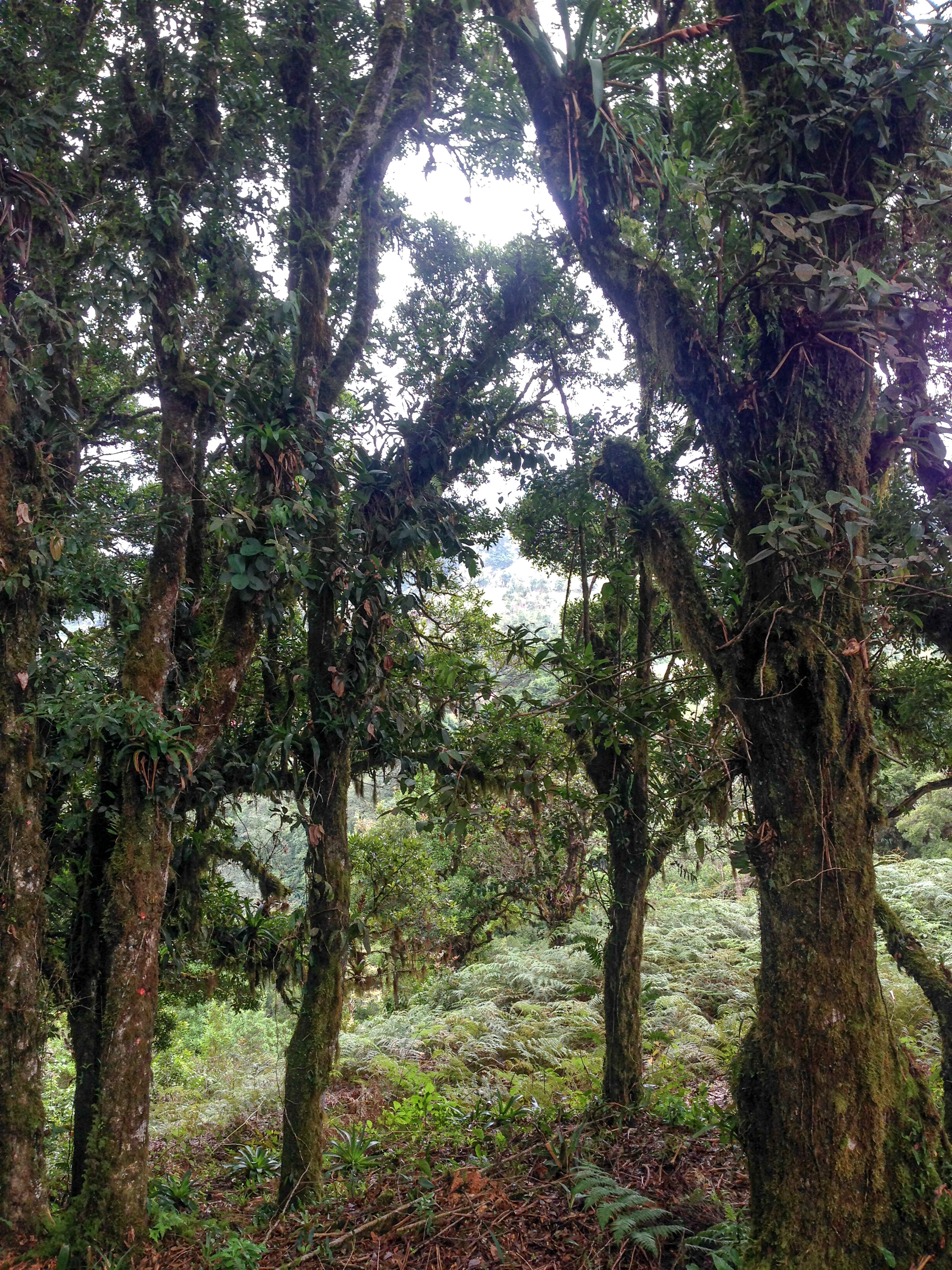 0 bed Land For Sale in Desamparados, San Jose - thumb 13