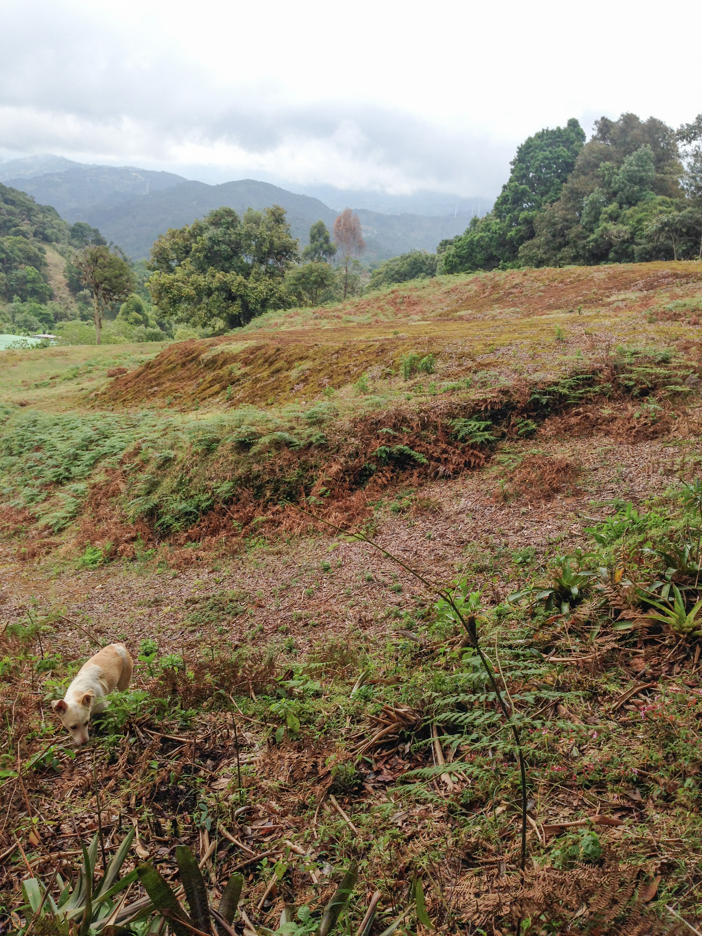 0 bed Land For Sale in Desamparados, San Jose - thumb 9