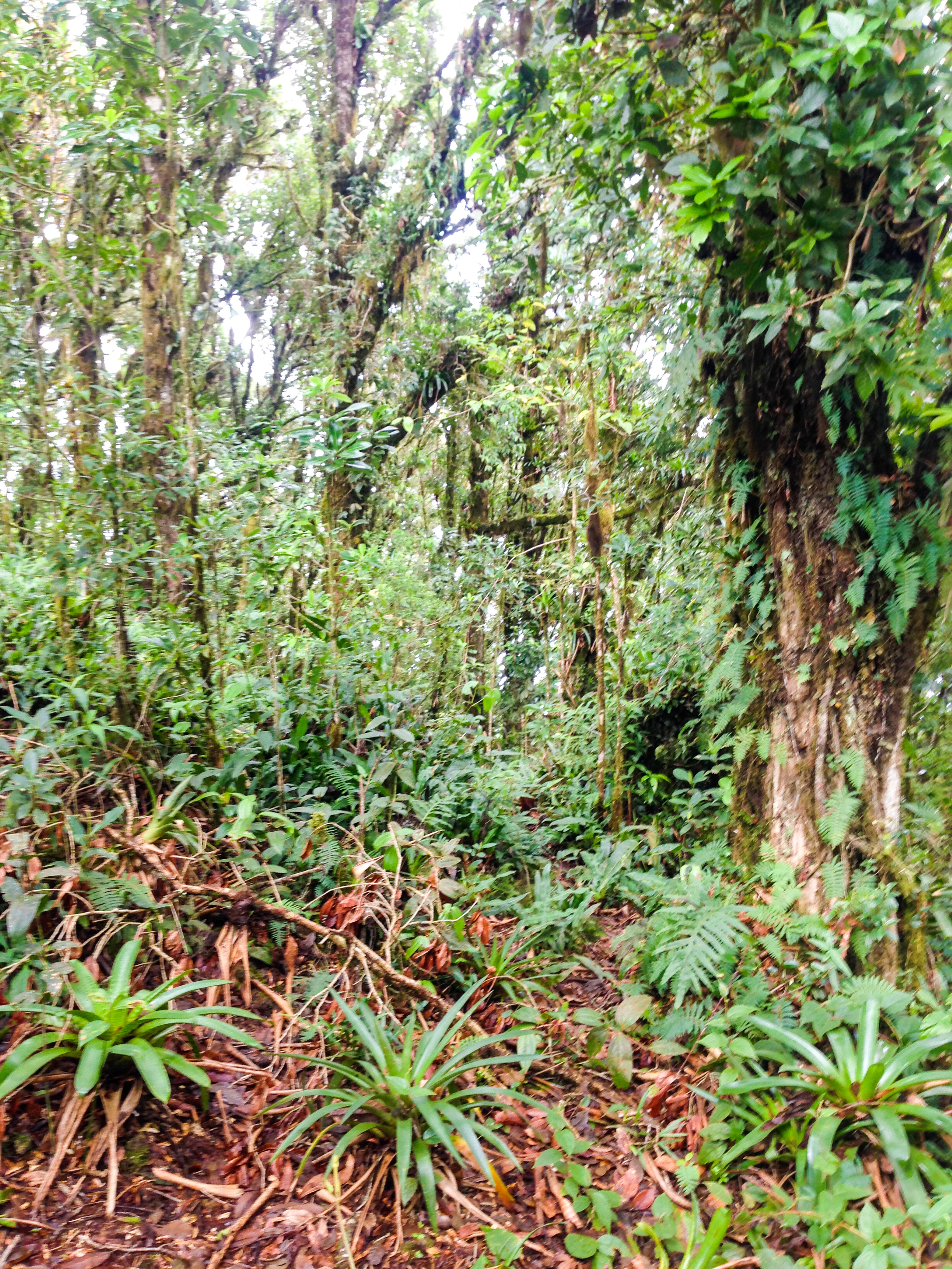 0 bed Land For Sale in Desamparados, San Jose - thumb 11