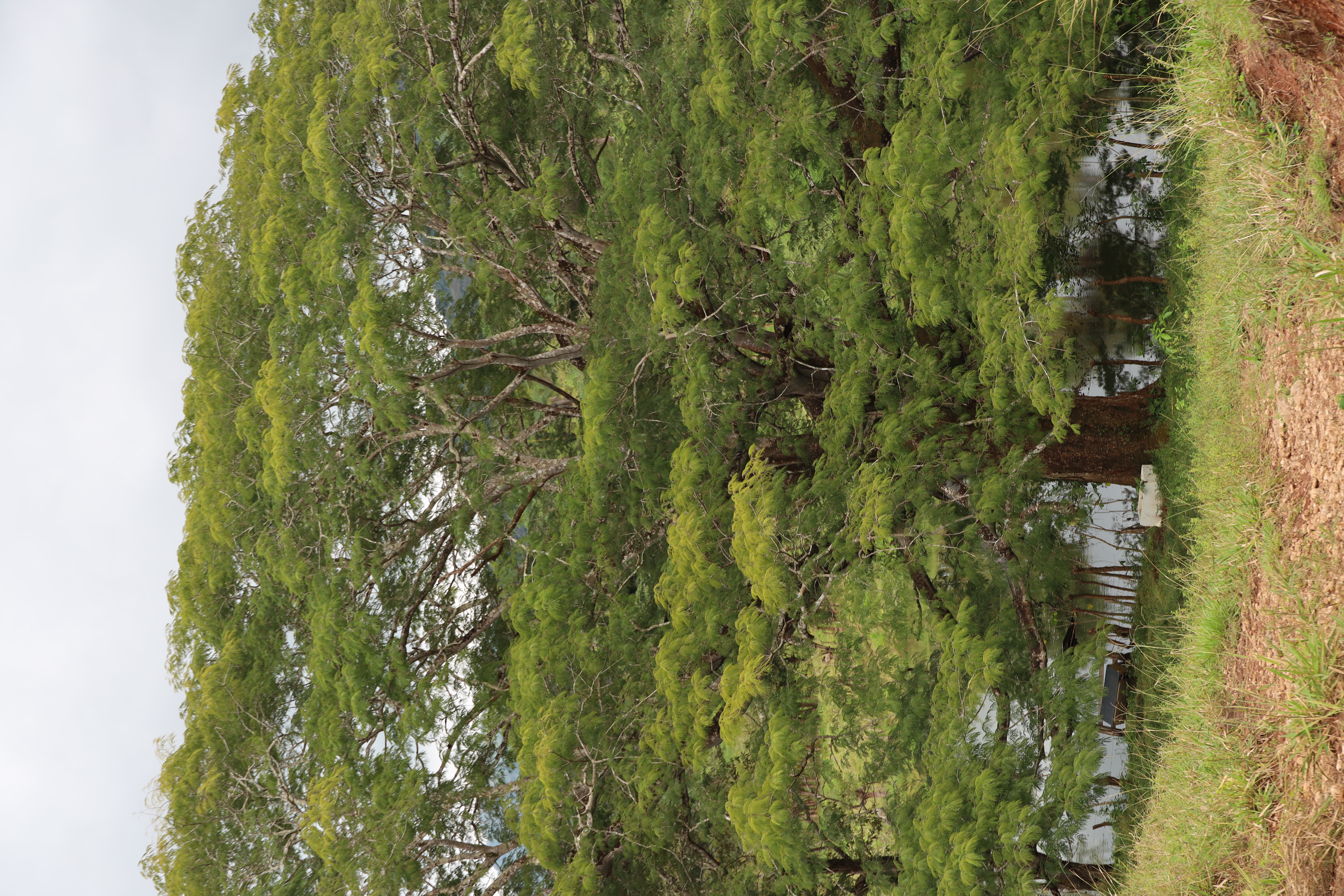 1 bed Land For Sale in Monteverde, Puntarenas - thumb 2