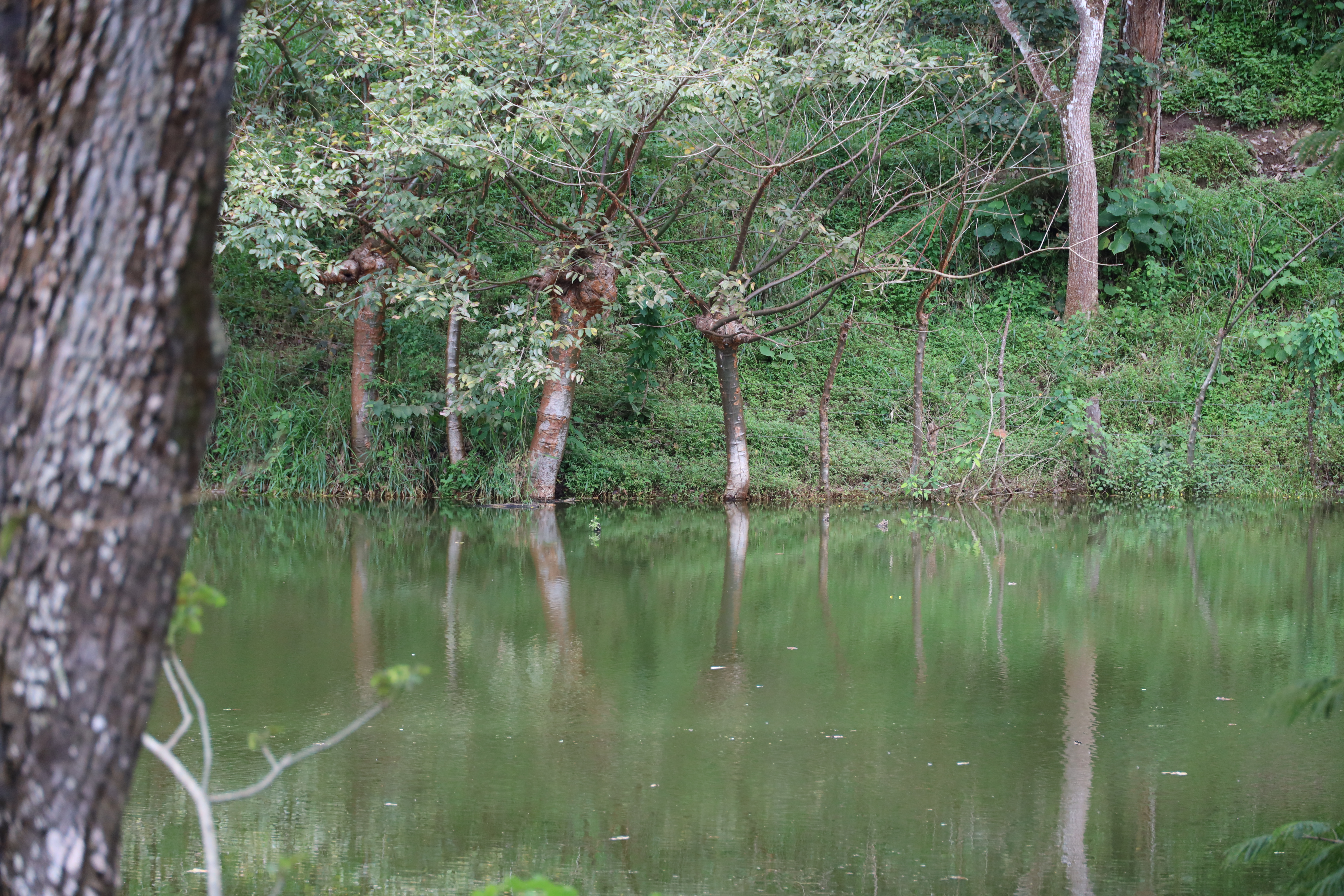 1 bed Land For Sale in Monteverde, Puntarenas - thumb 5