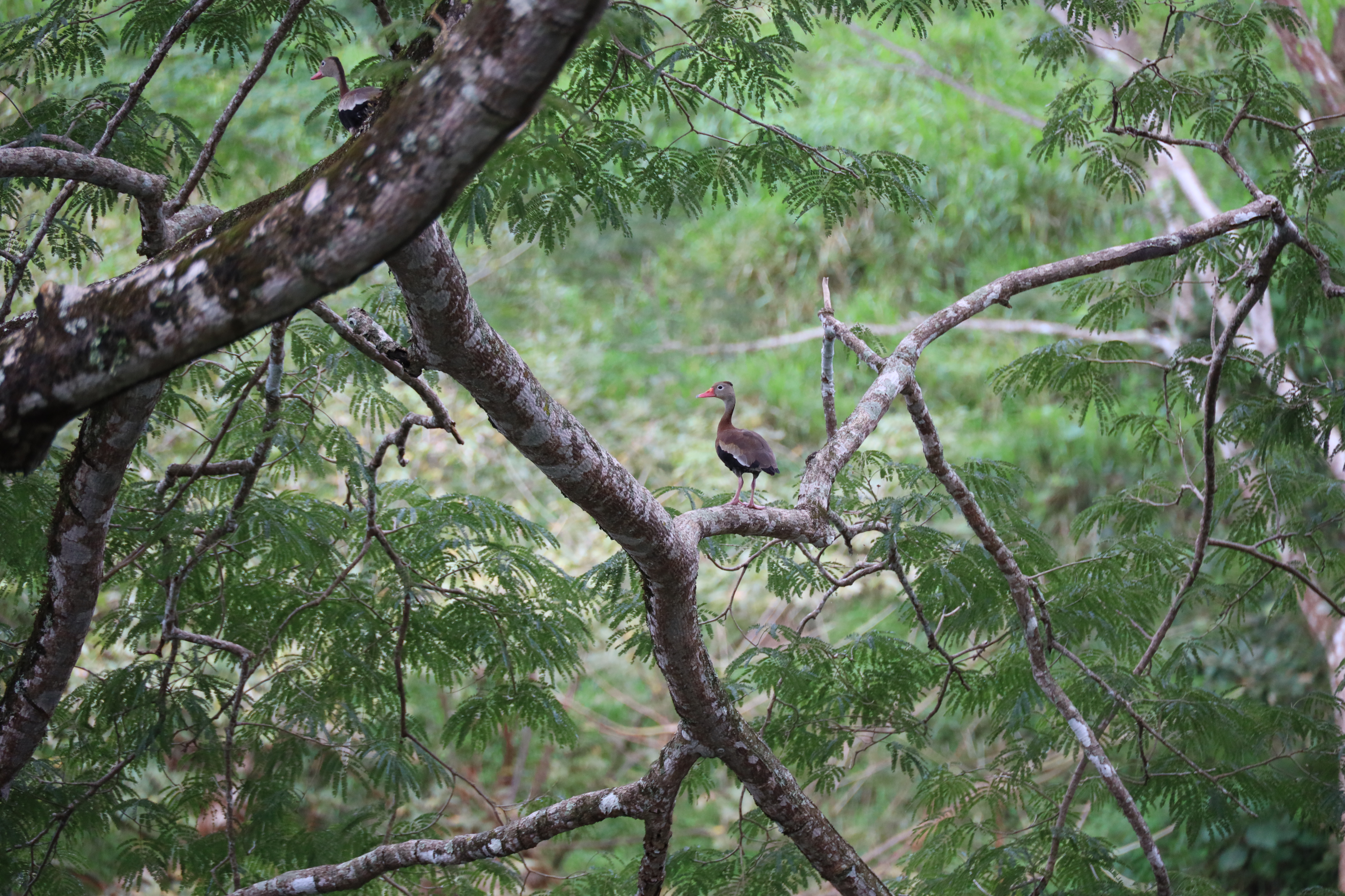 1 bed Land For Sale in Monteverde, Puntarenas - thumb 8