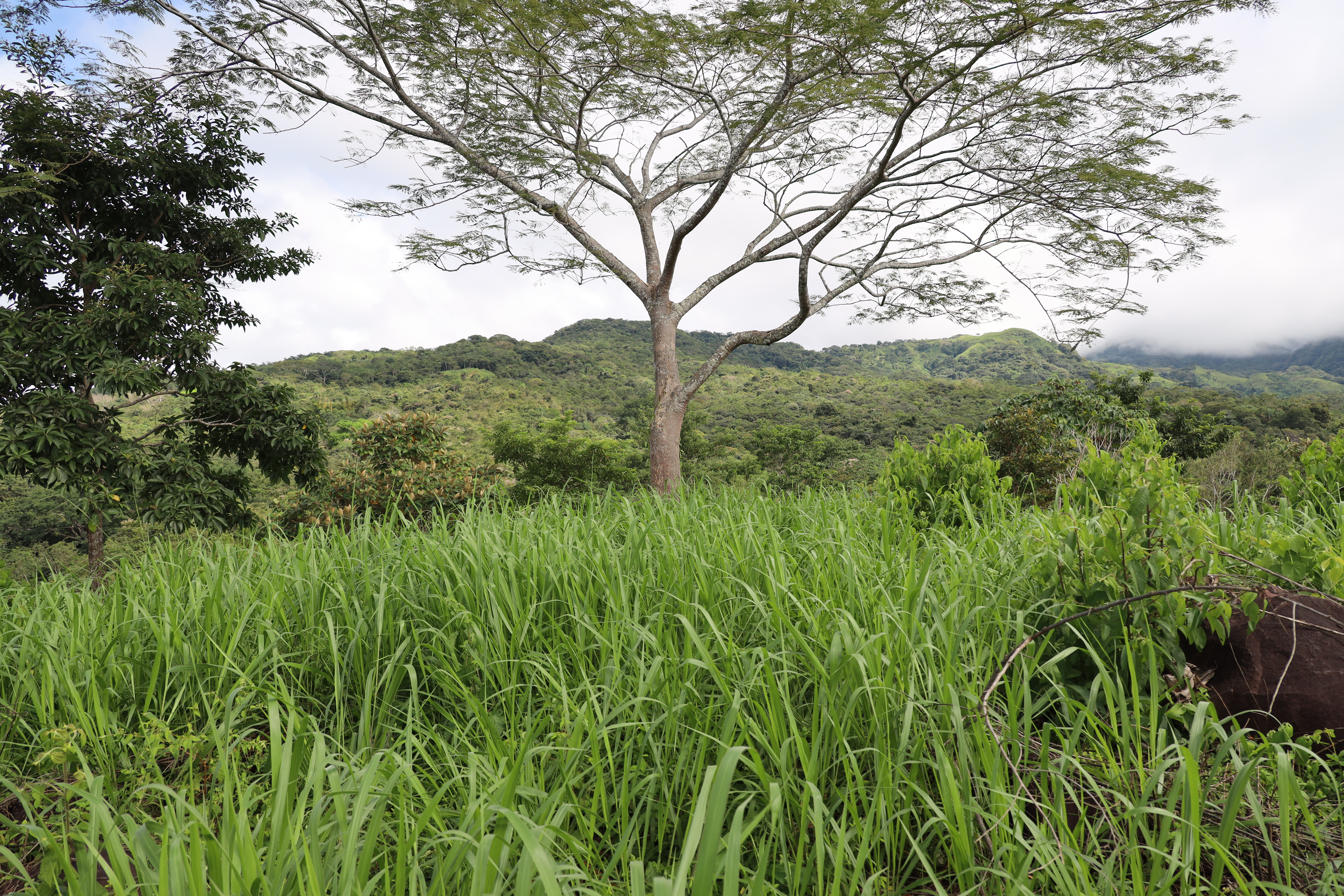 1 bed Land For Sale in Monteverde, Puntarenas - thumb 28