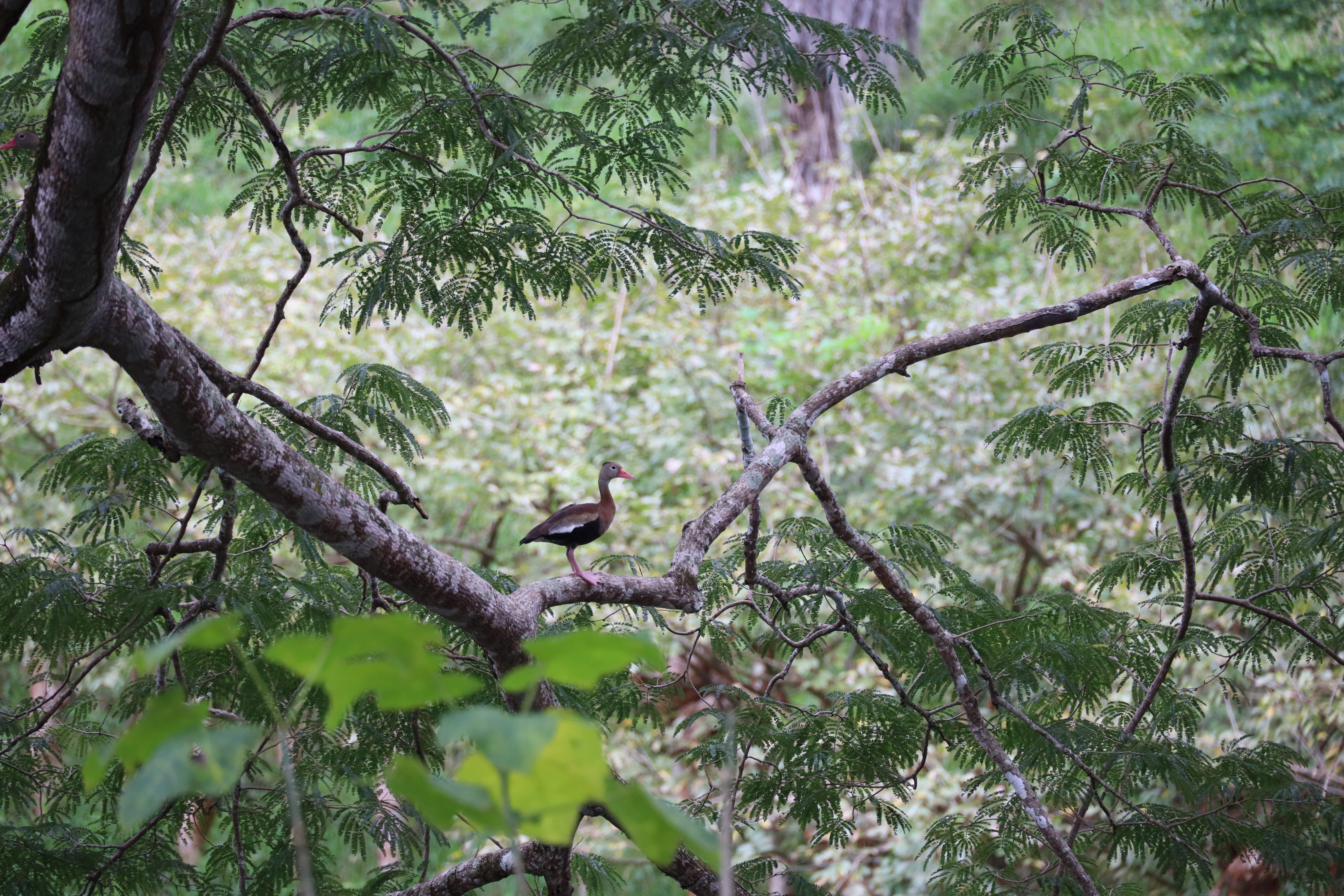 1 bed Land For Sale in Monteverde, Puntarenas - thumb 9