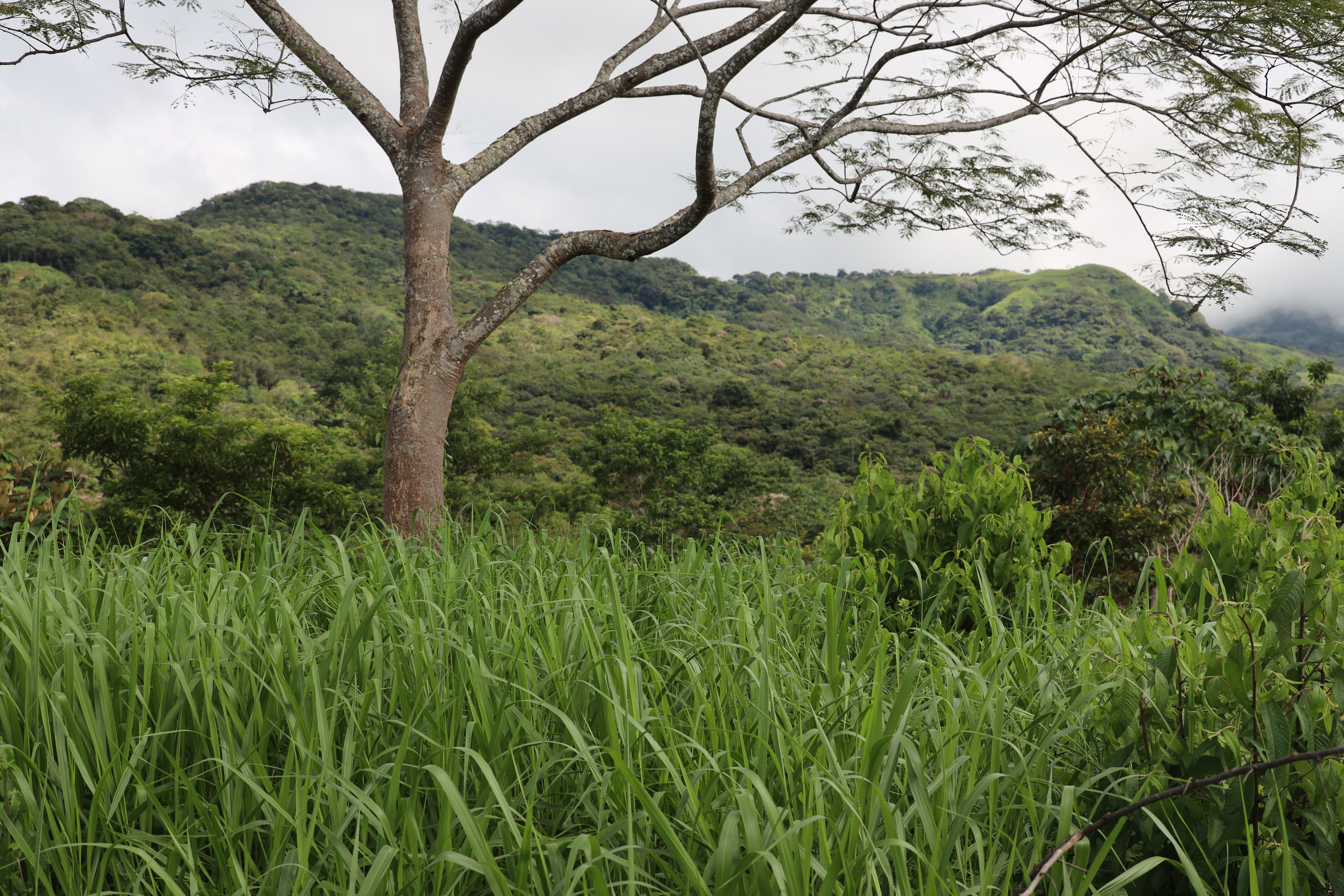 1 bed Land For Sale in Monteverde, Puntarenas - thumb 29