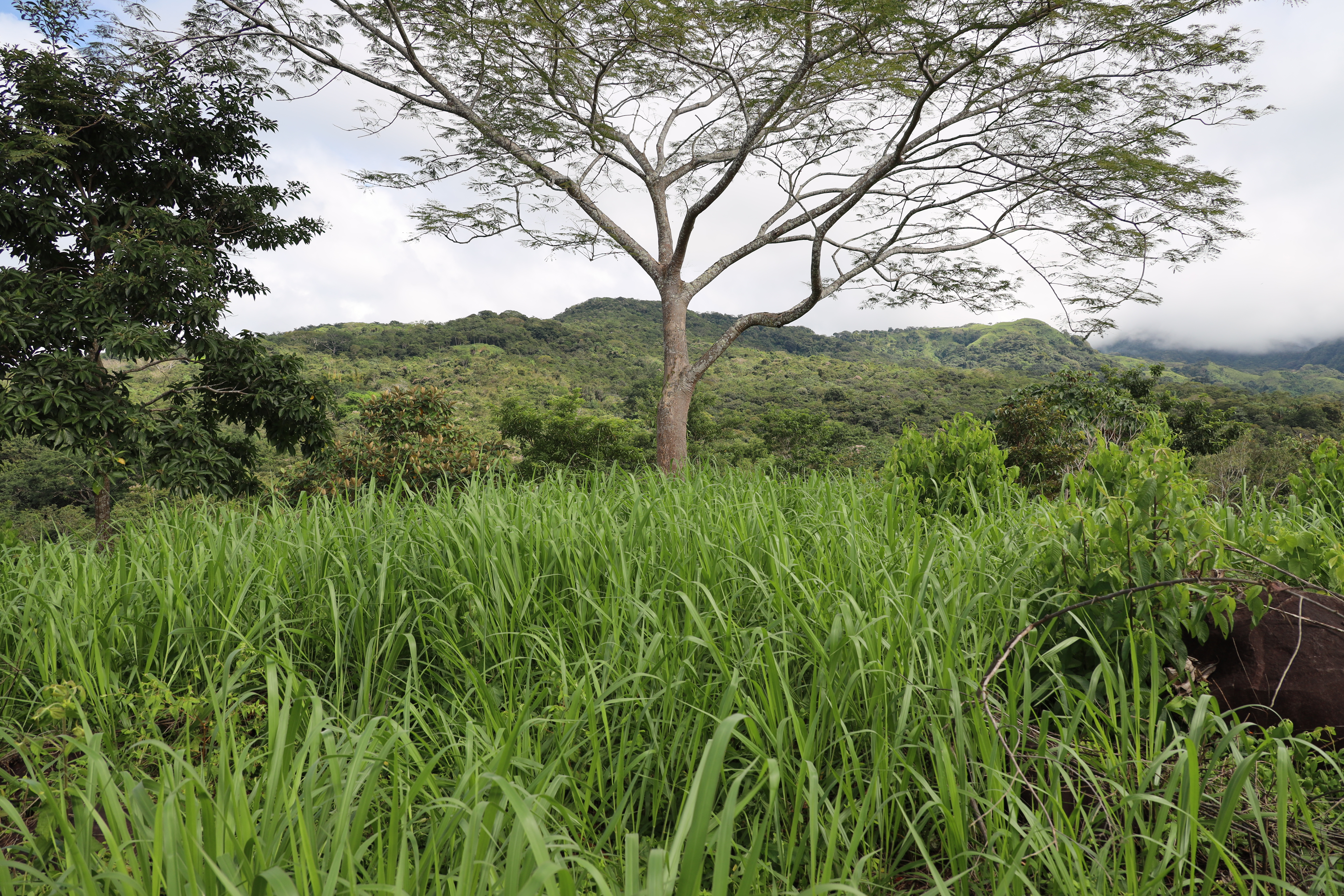 1 bed Land For Sale in Monteverde, Puntarenas - thumb 27