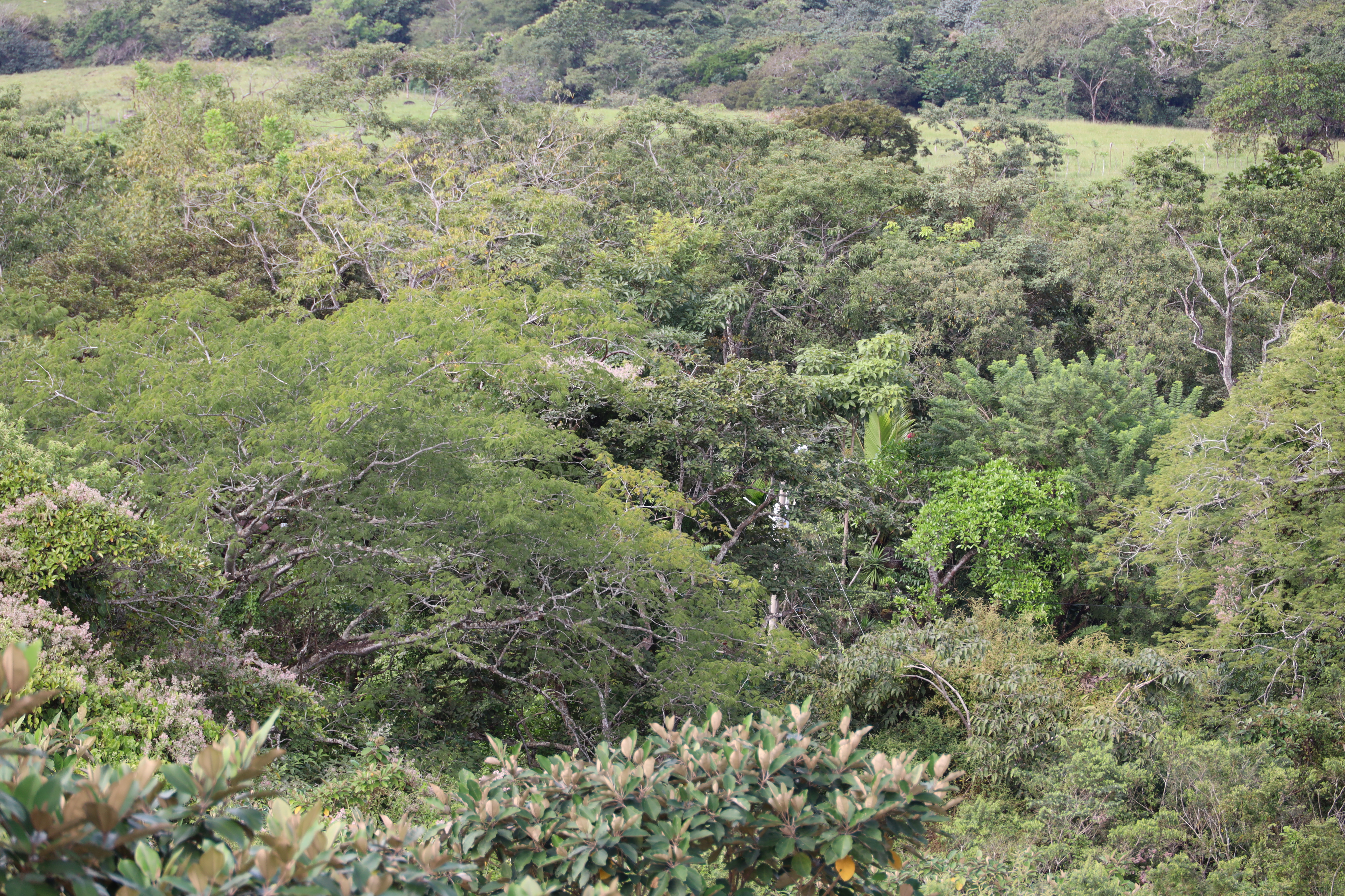 1 bed Land For Sale in Monteverde, Puntarenas - thumb 30