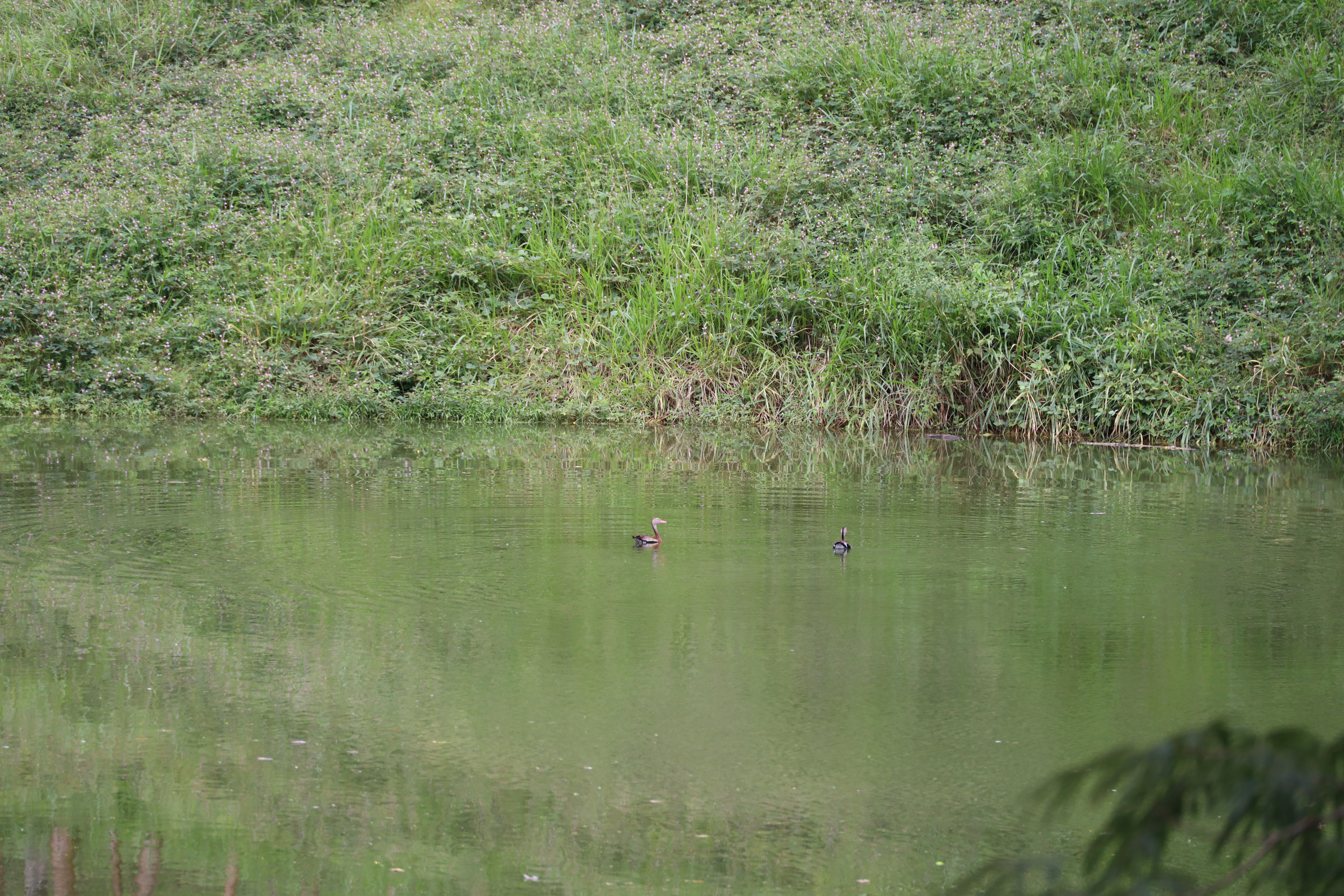 1 bed Land For Sale in Monteverde, Puntarenas - thumb 7