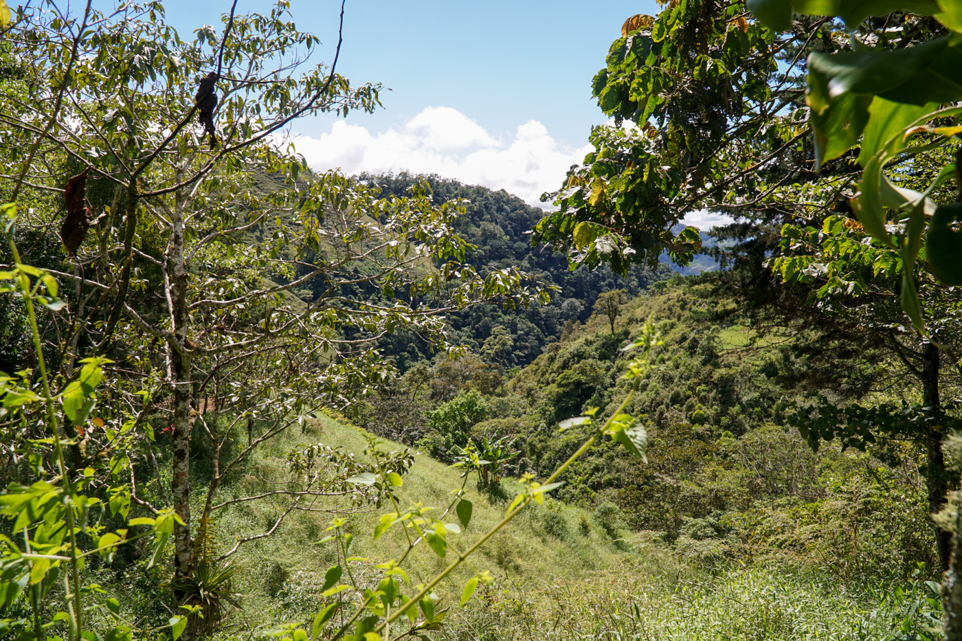 0 bed Land For Sale in Perez Zeledon, San Jose - thumb 19