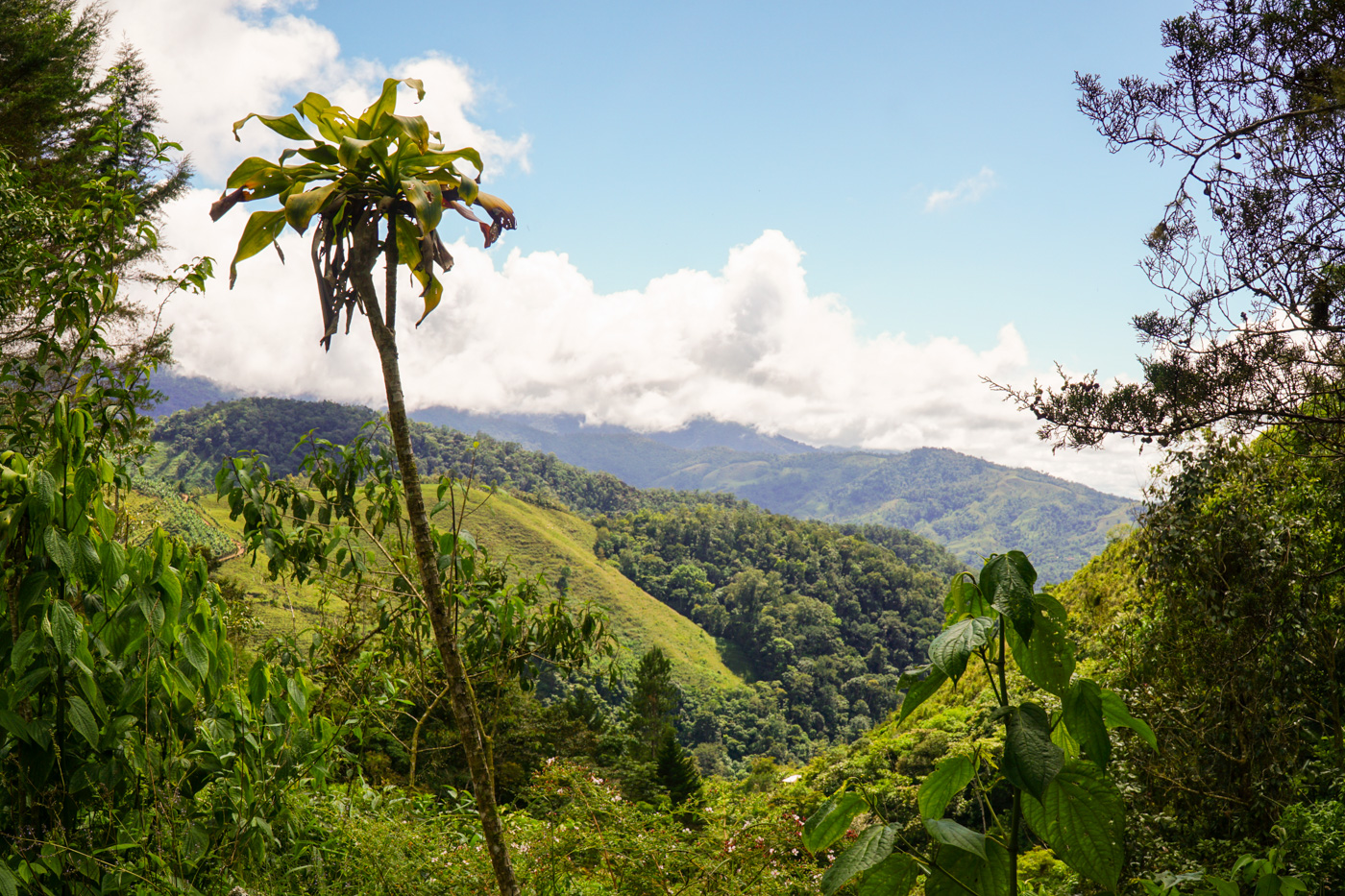 0 bed Land For Sale in Perez Zeledon, San Jose - thumb 6