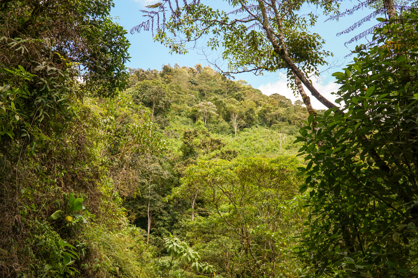 0 bed Land For Sale in Perez Zeledon, San Jose - thumb 8