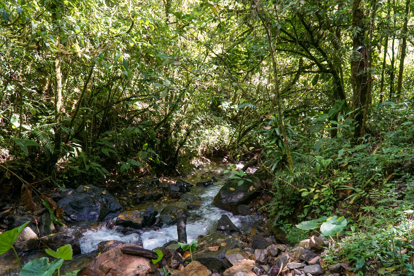 0 bed Land For Sale in Perez Zeledon, San Jose - thumb 21