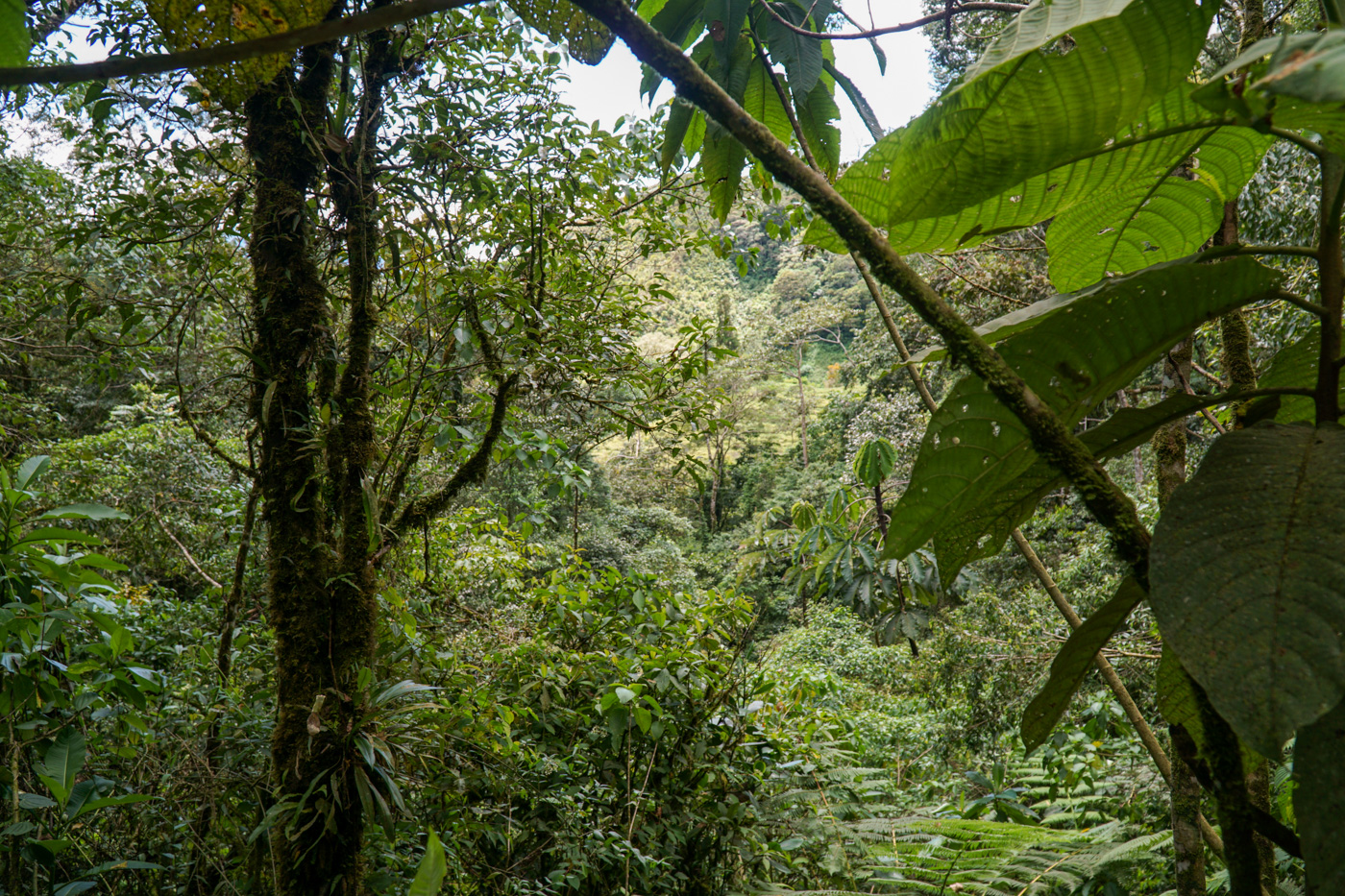 0 bed Land For Sale in Perez Zeledon, San Jose - thumb 9