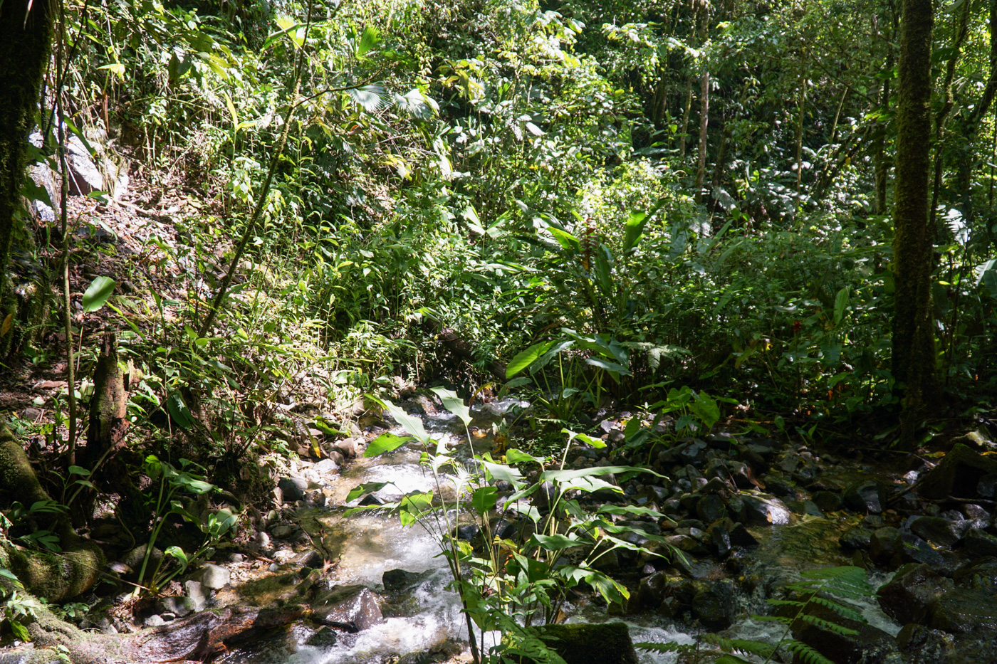 0 bed Land For Sale in Perez Zeledon, San Jose - thumb 15