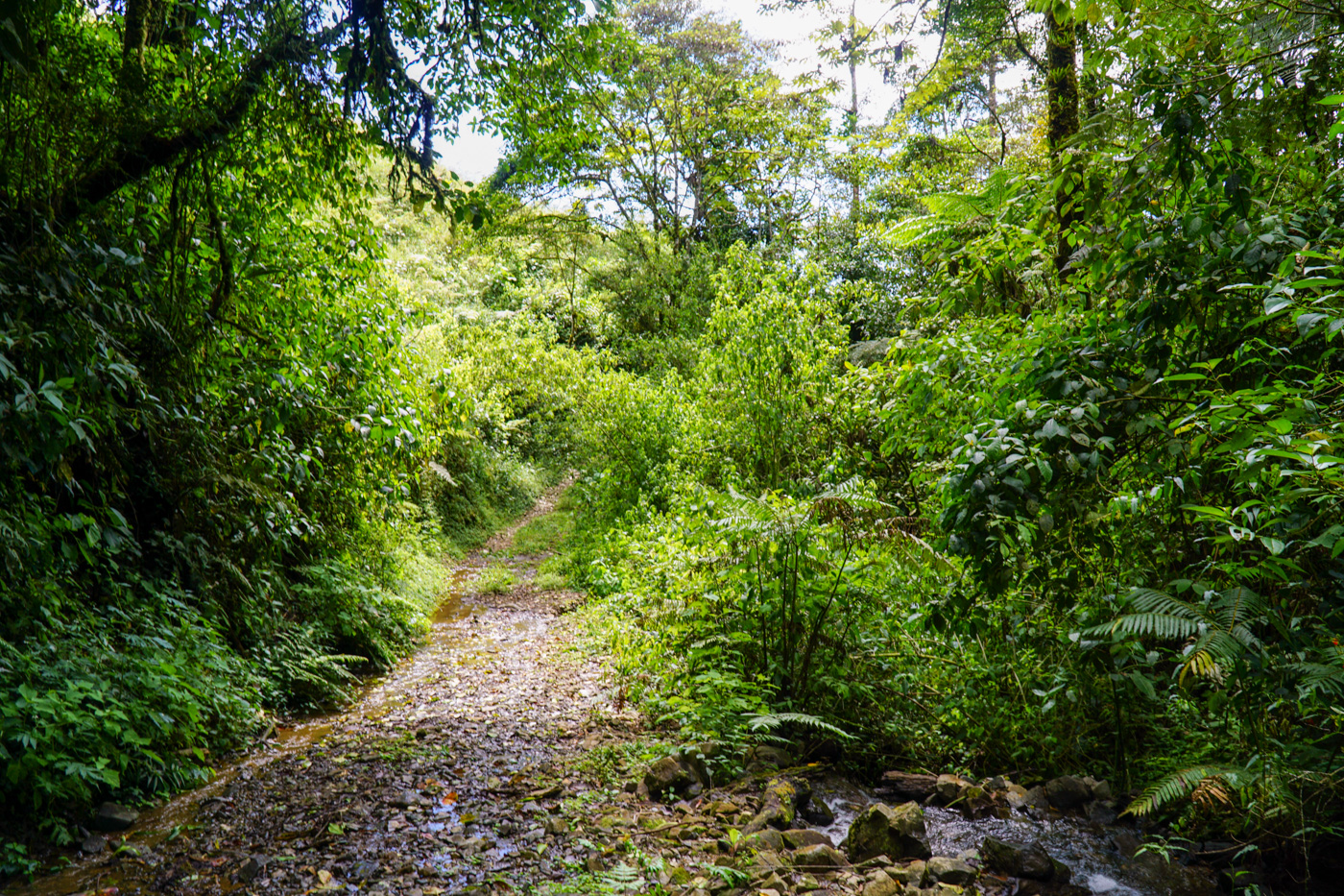 0 bed Land For Sale in Perez Zeledon, San Jose - thumb 10