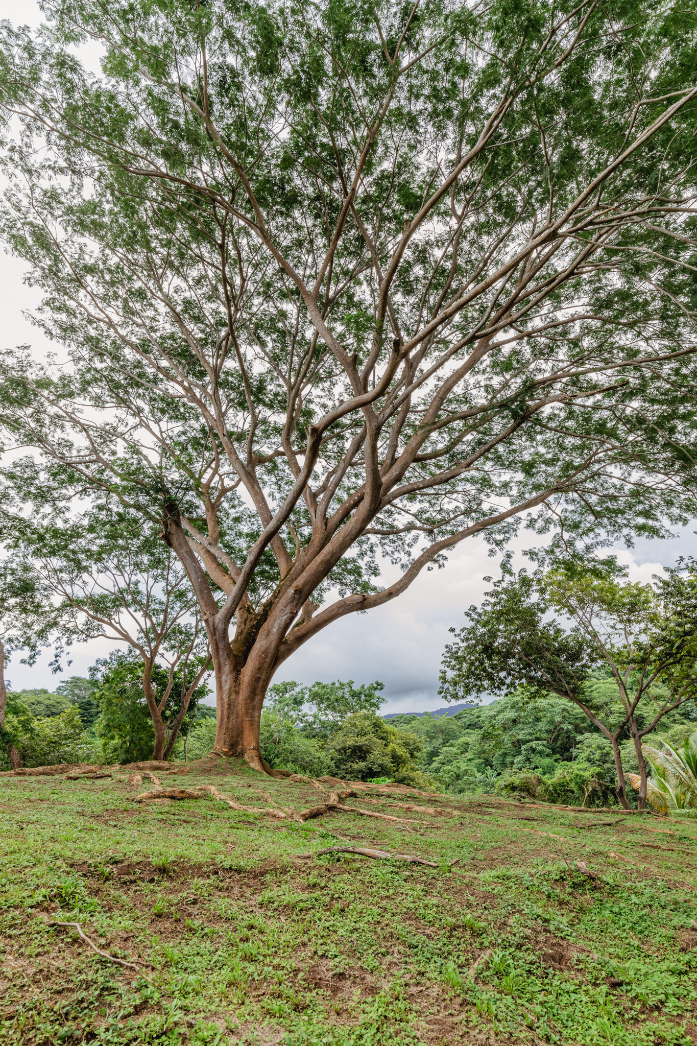 2 bed Single Family Homes For Sale in Nosara, Guanacaste - thumb 7