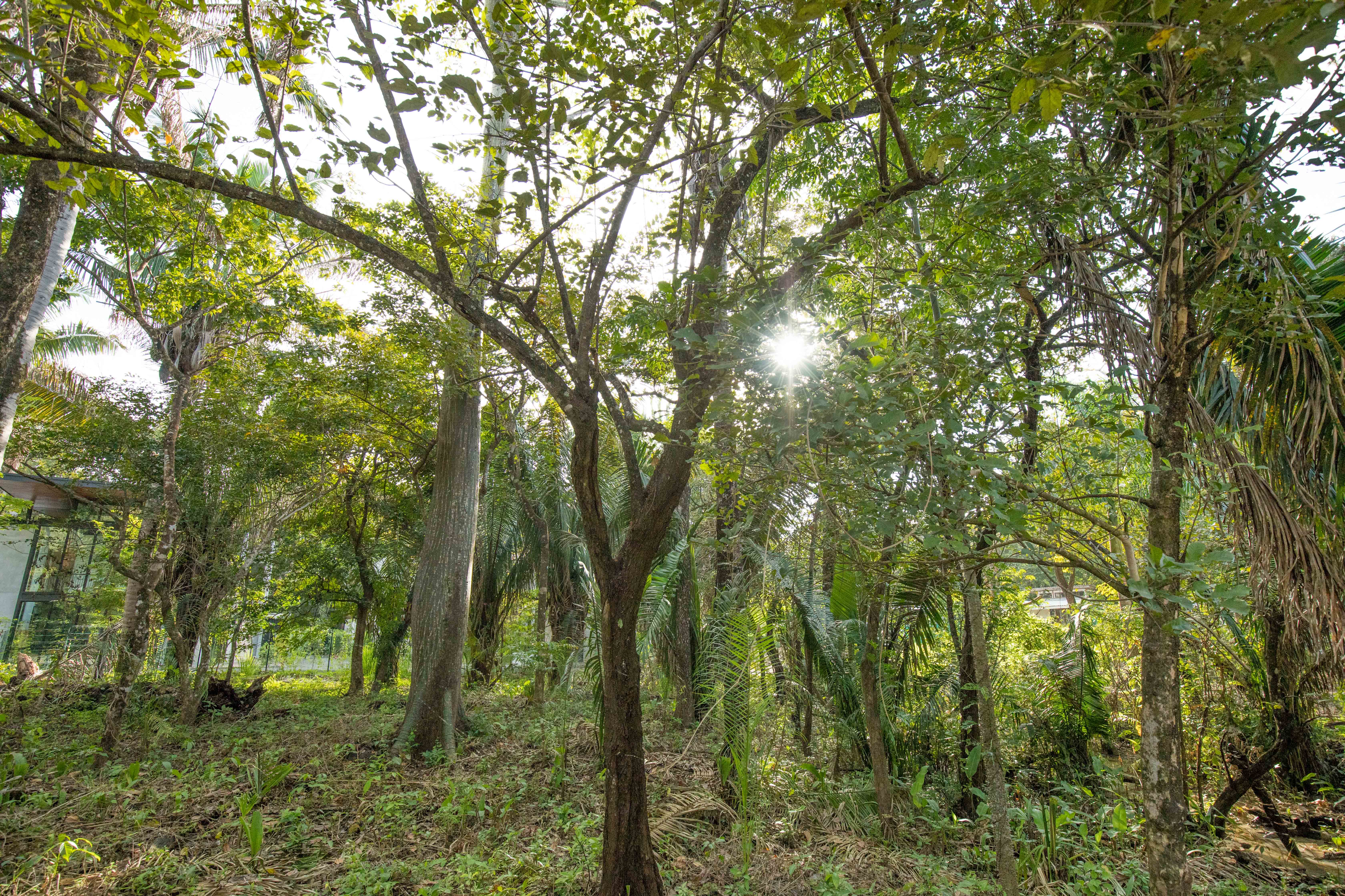 0 bed Land For Sale in Nosara, Guanacaste - thumb 7
