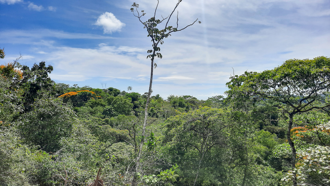 0 bed Land For Sale in Ojochal, Puntarenas - thumb 10