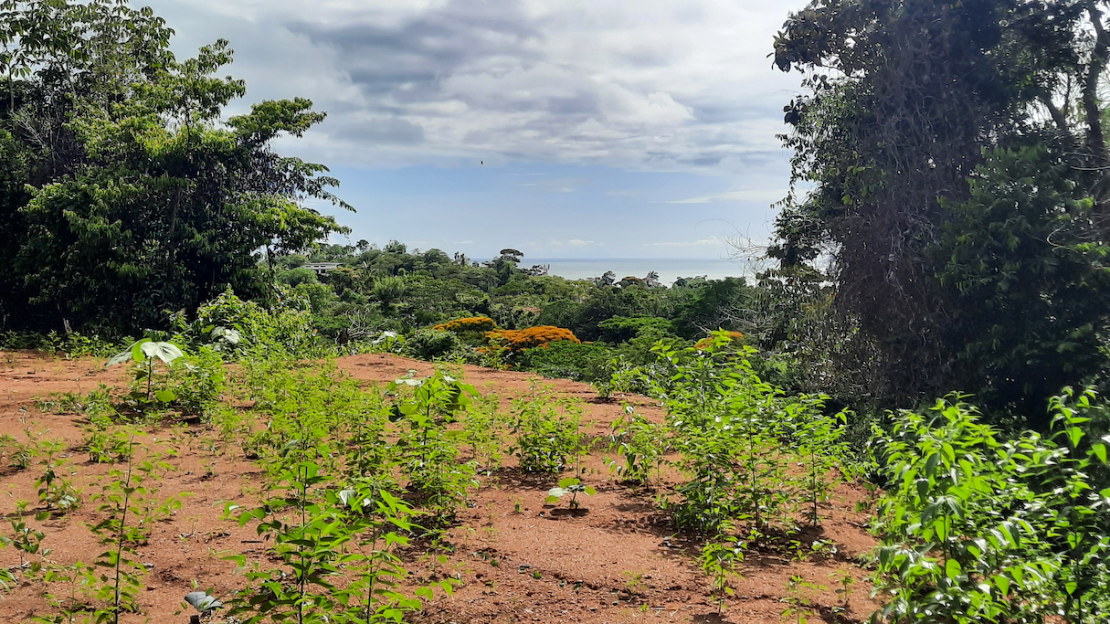 0 bed Land For Sale in Ojochal, Puntarenas - thumb 4