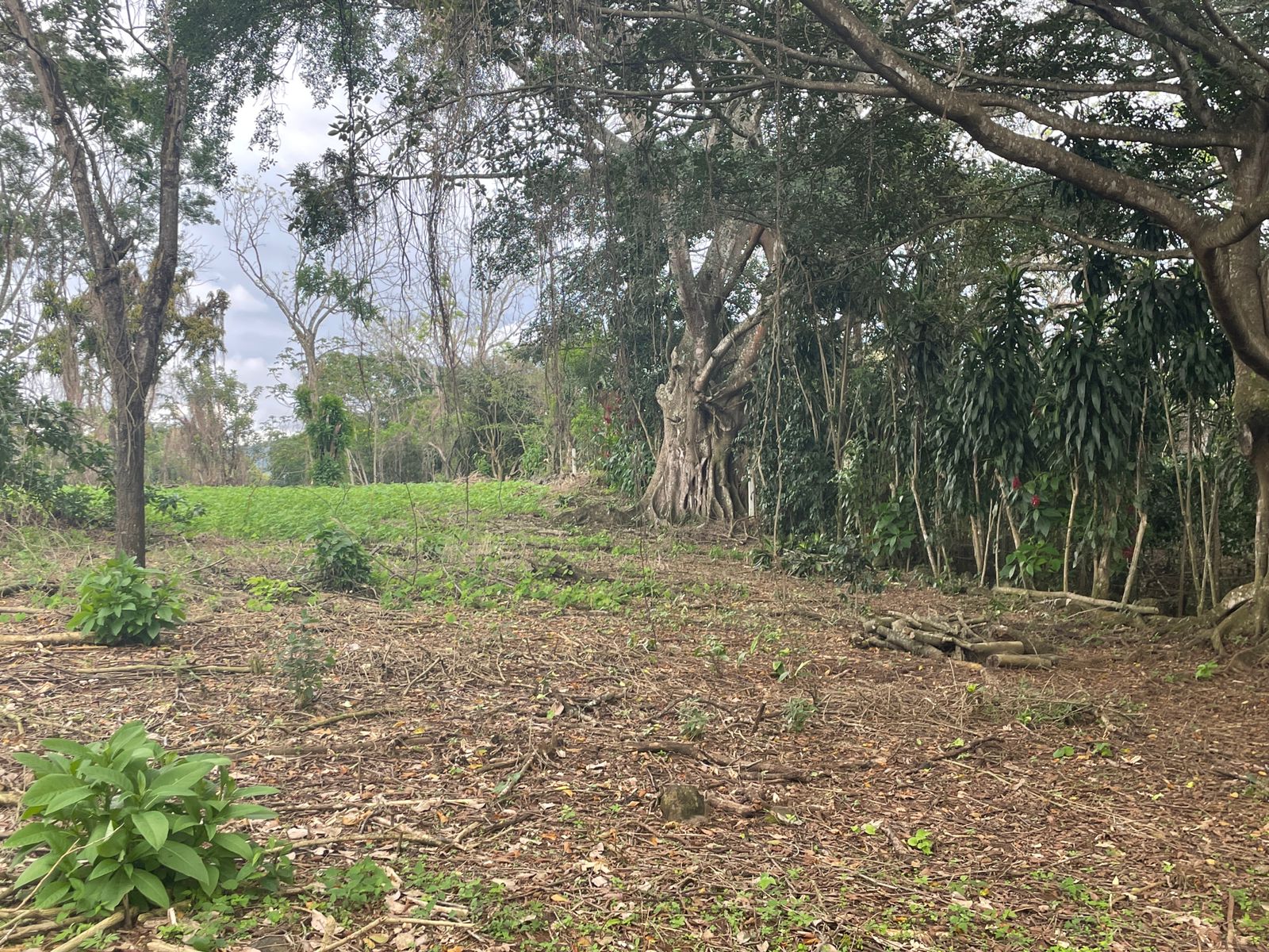 0 bed Land For Sale in Atenas, Alajuela - thumb 10