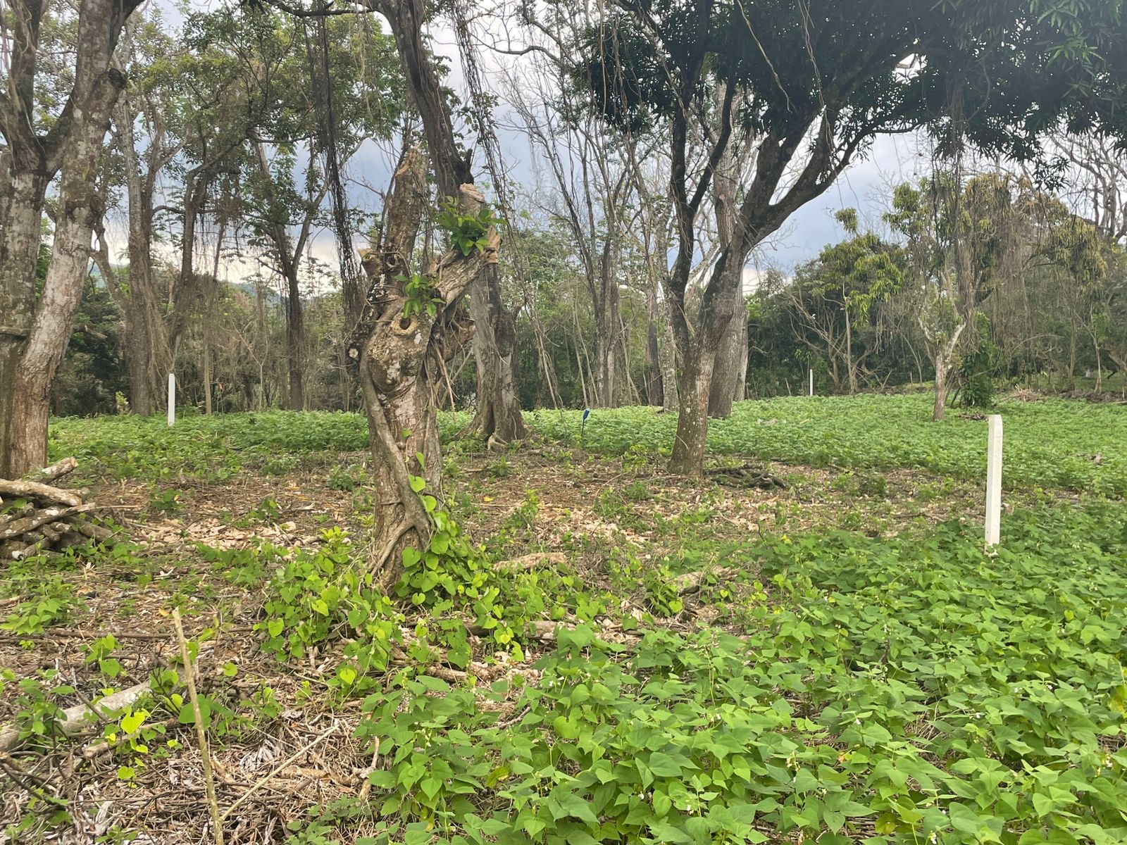 0 bed Land For Sale in Atenas, Alajuela - thumb 7