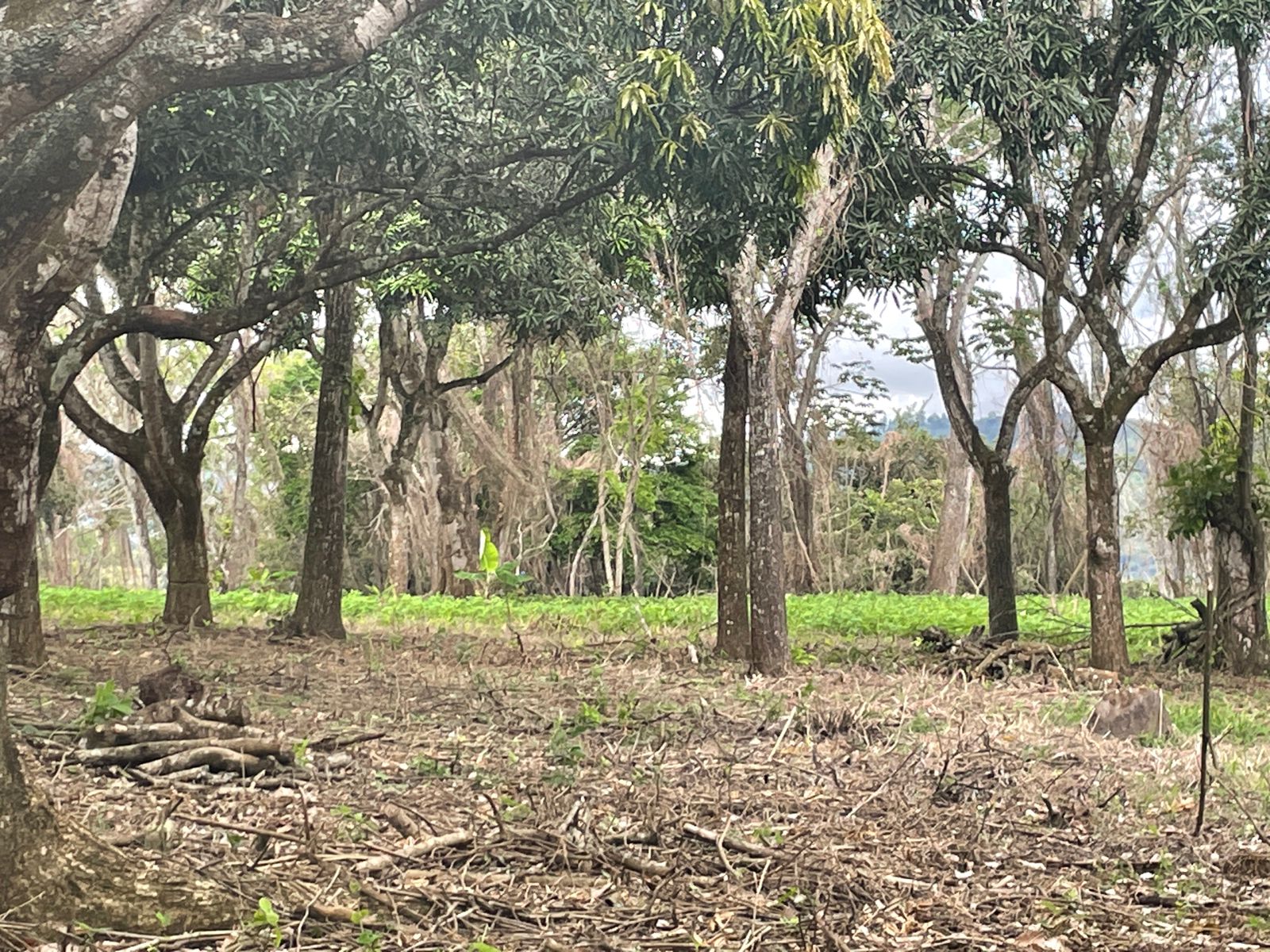 0 bed Land For Sale in Atenas, Alajuela - thumb 8