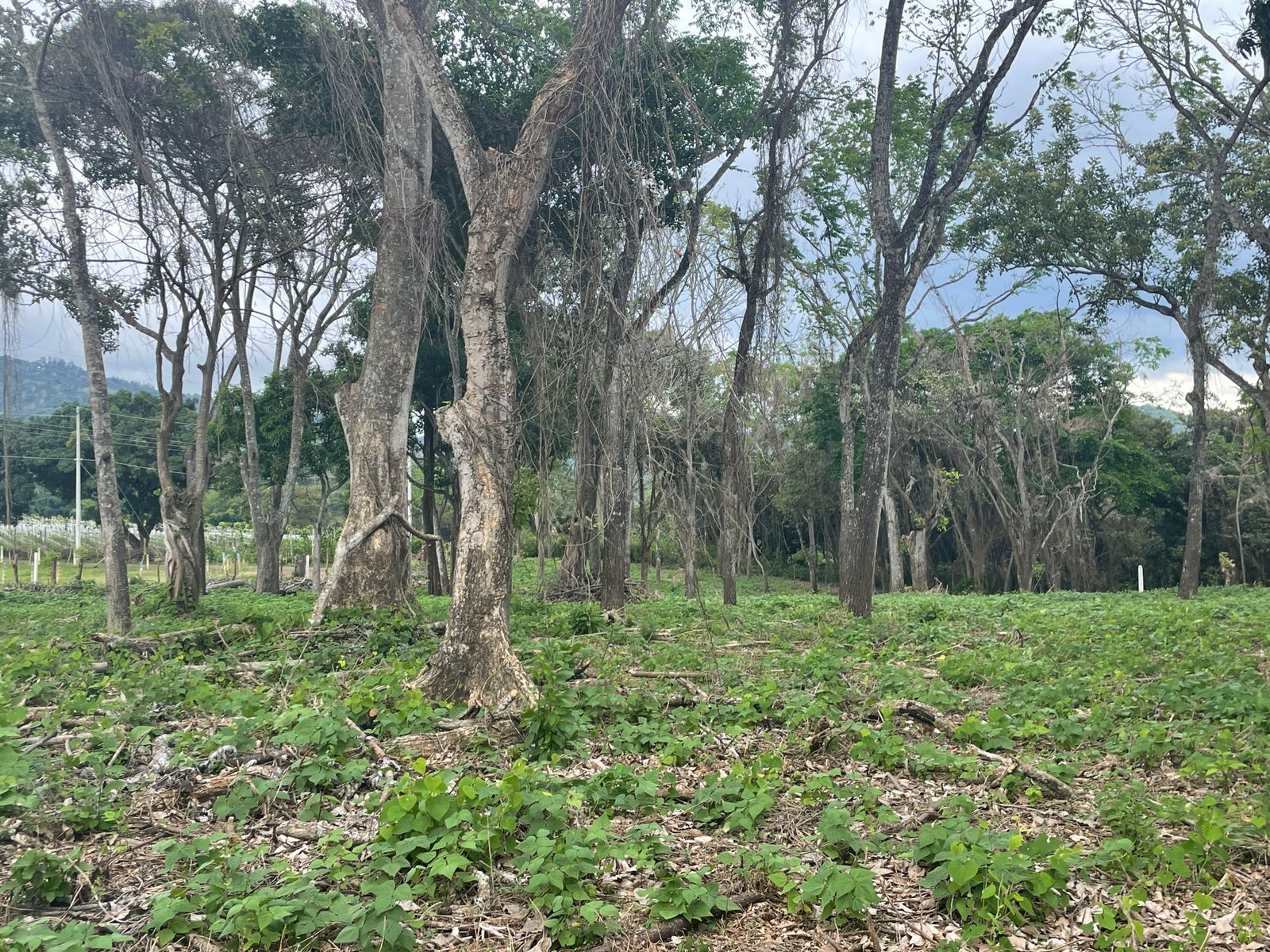0 bed Land For Sale in Atenas, Alajuela - thumb 6