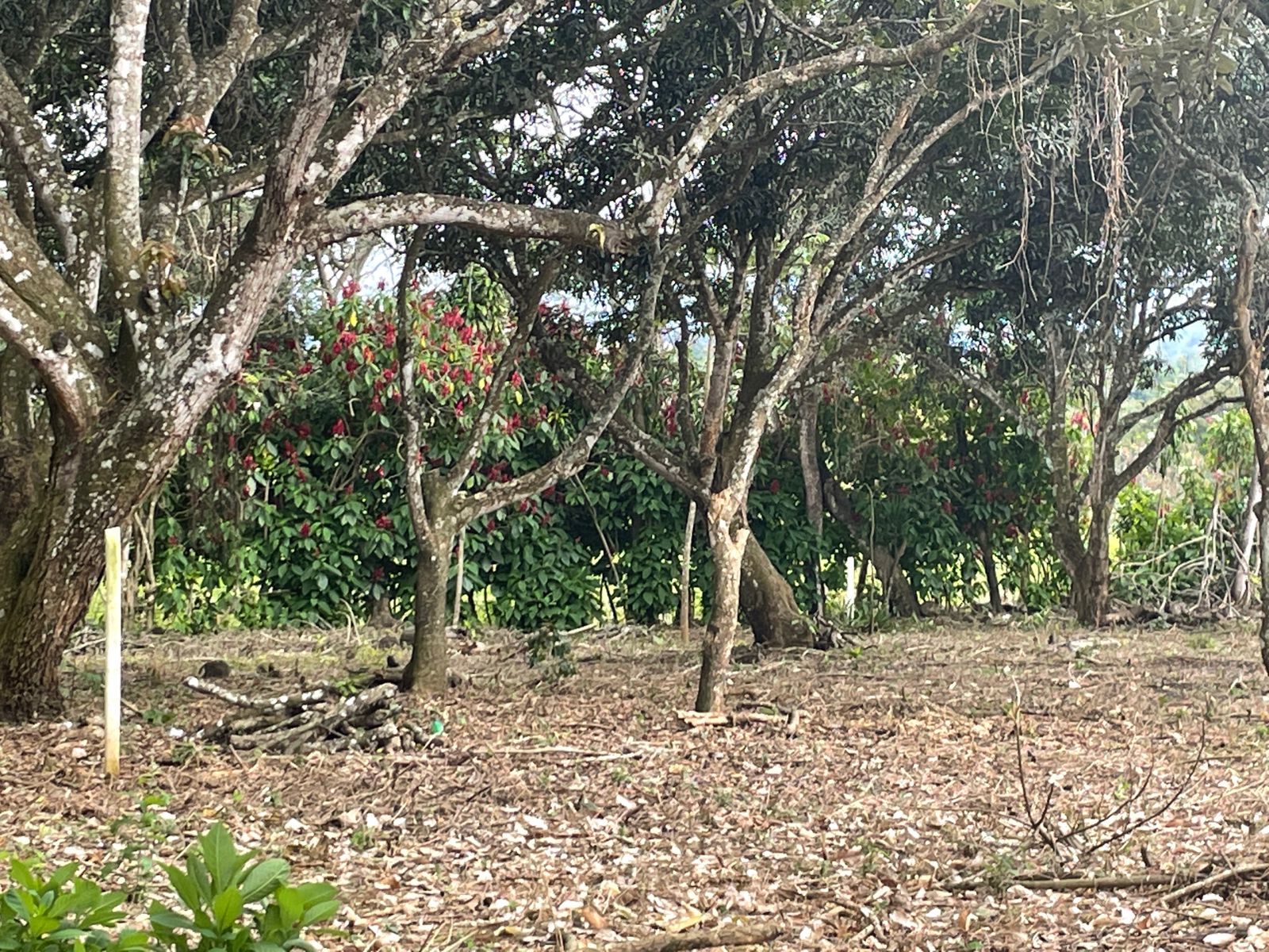 0 bed Land For Sale in Atenas, Alajuela - thumb 11