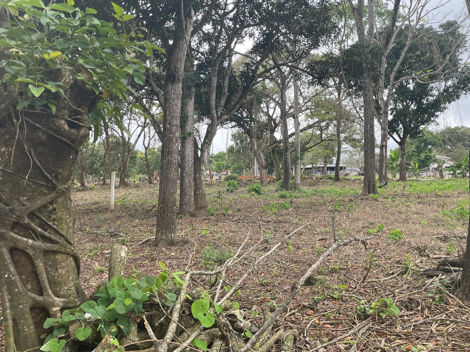 0 bed Land For Sale in Atenas, Alajuela - thumb 13