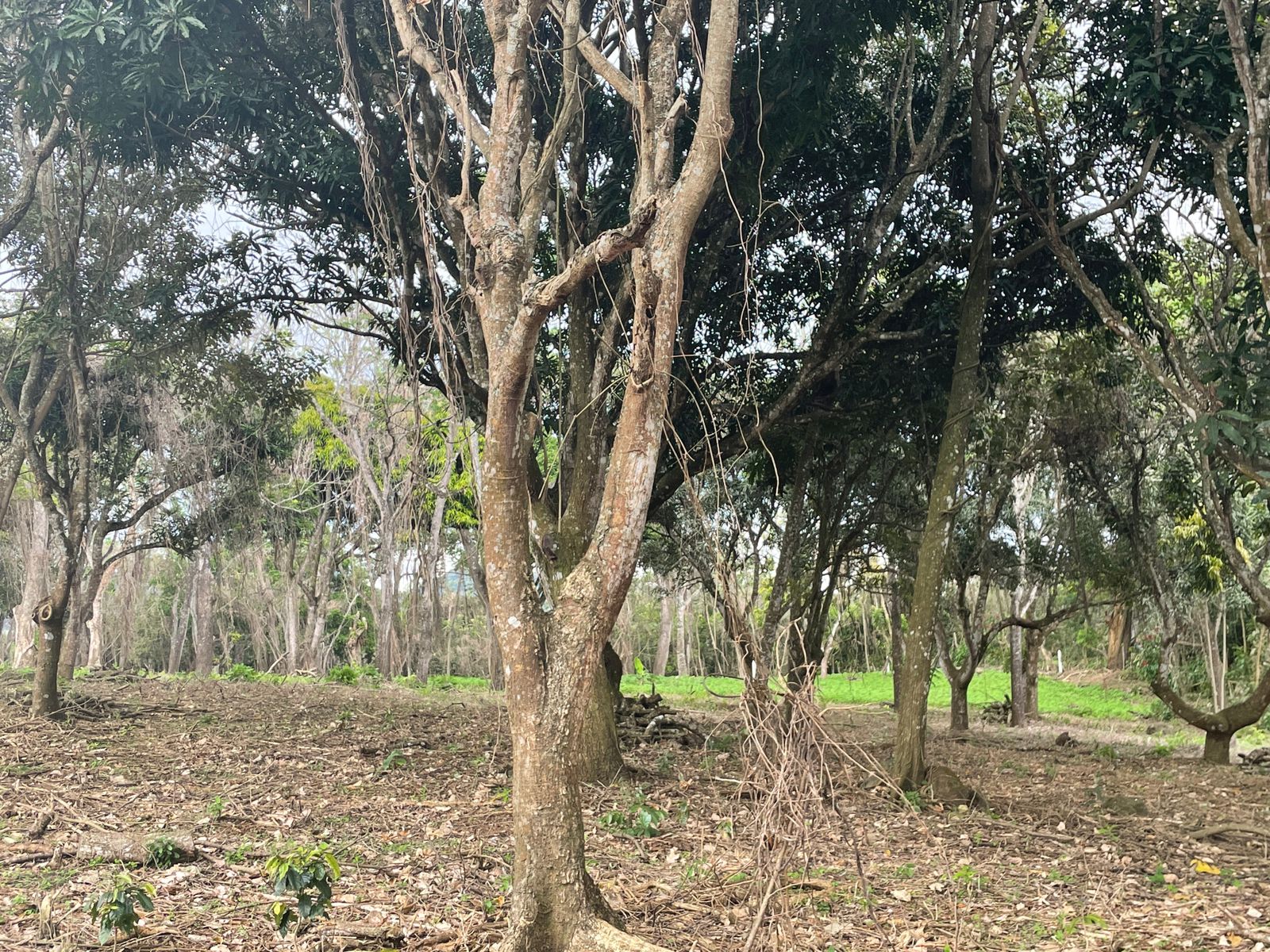 0 bed Land For Sale in Atenas, Alajuela - thumb 14